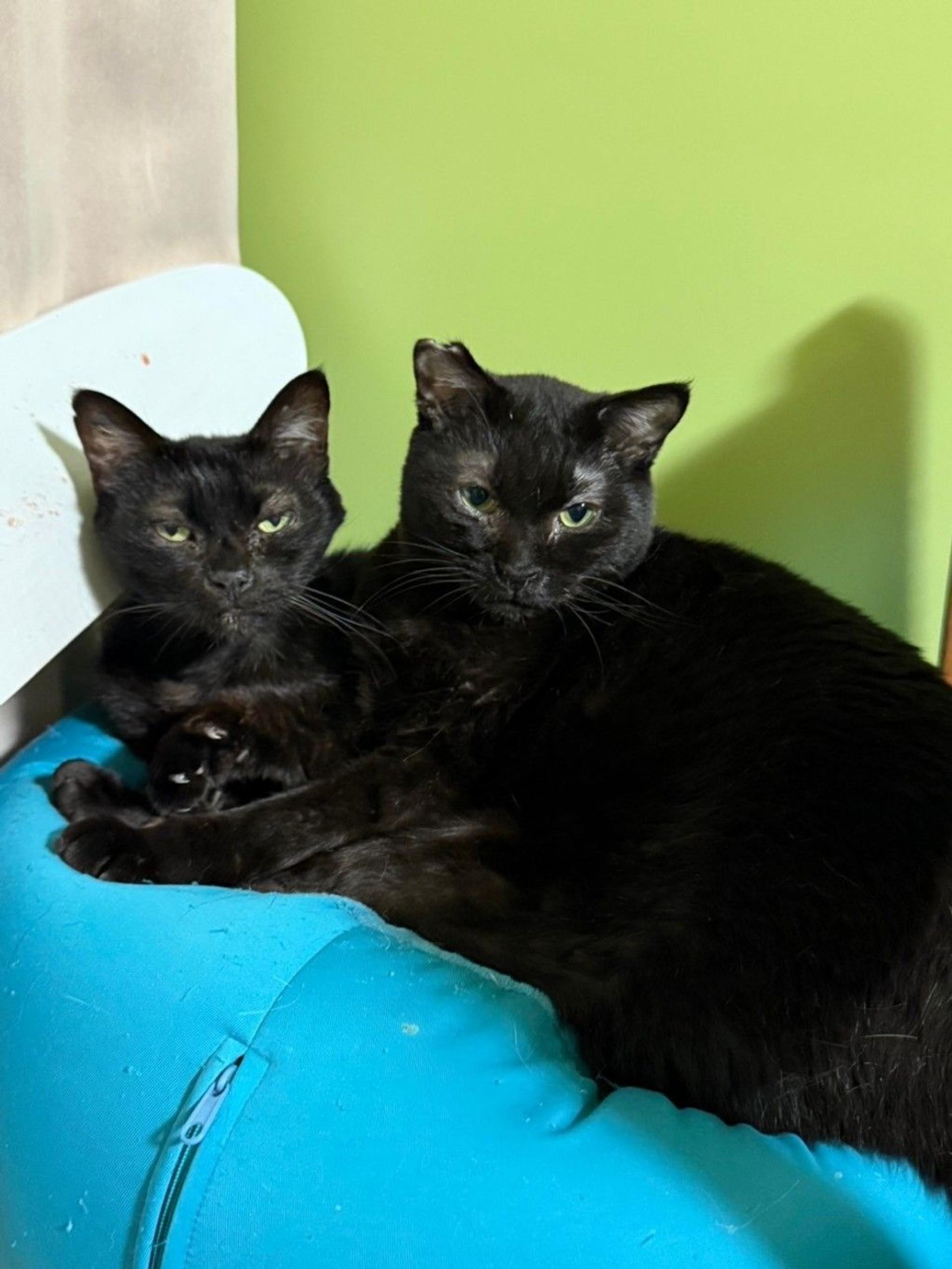pet-image-7