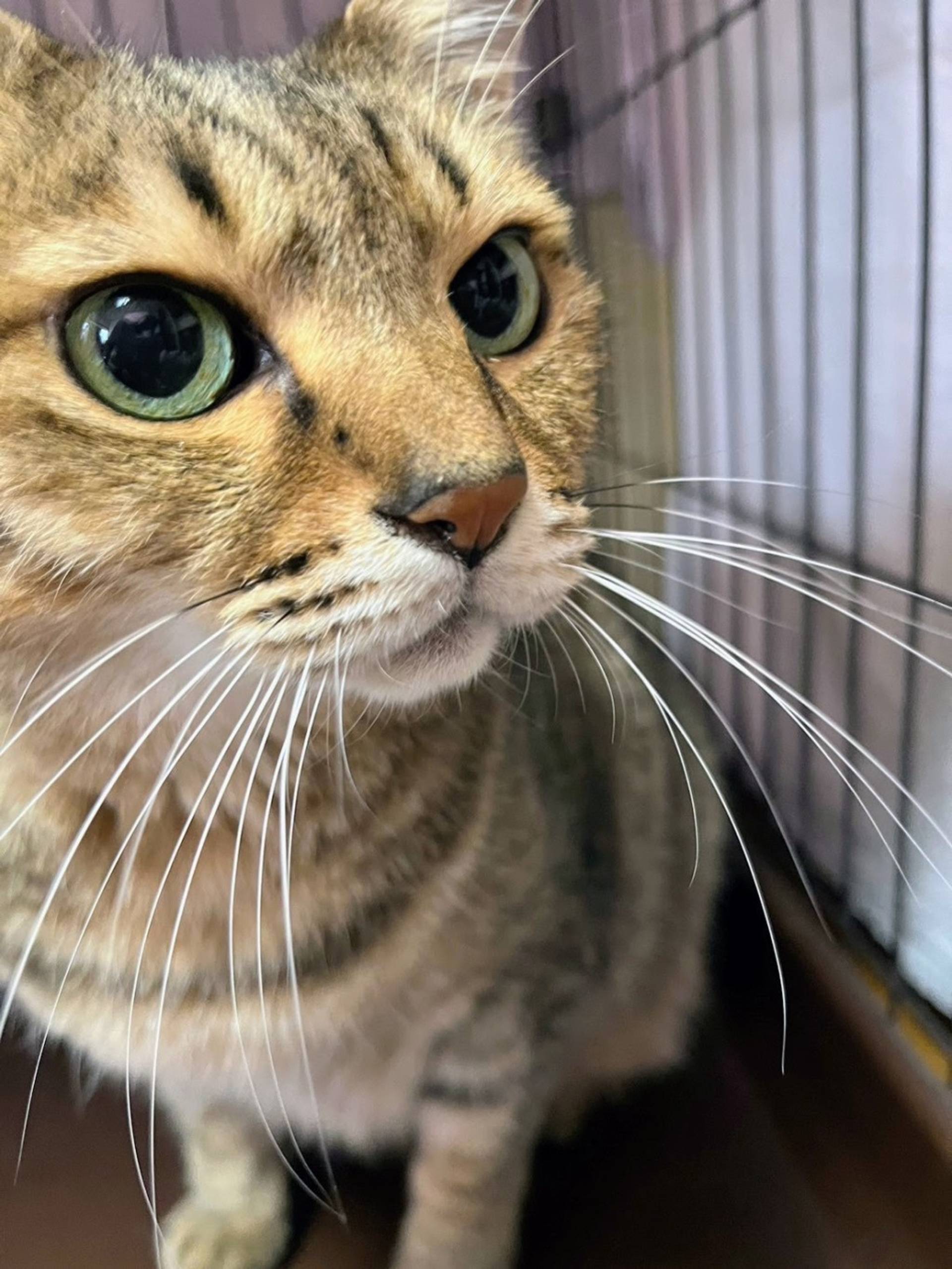 雑種（ミックス猫）・オスの里親募集の写真