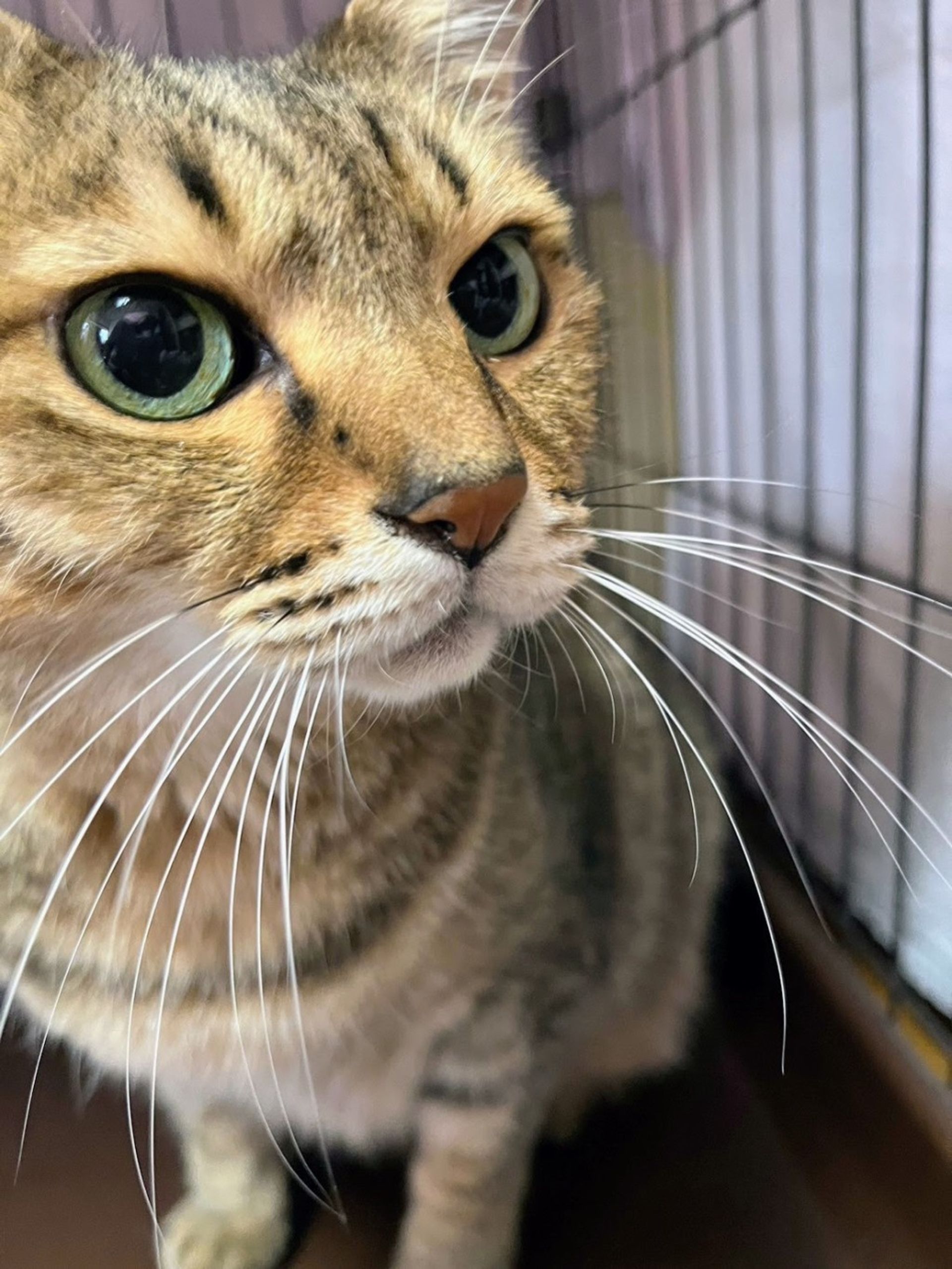 雑種（ミックス猫）・オスの里親募集の写真