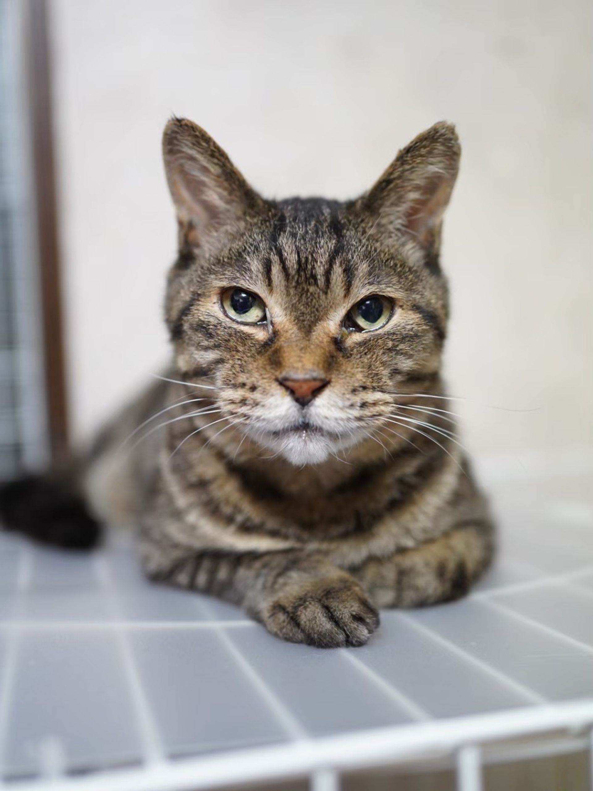 雑種（ミックス猫）・オスの里親募集の写真