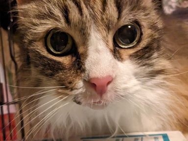 ノルウェージャンフォレストキャット・メスの里親募集の写真