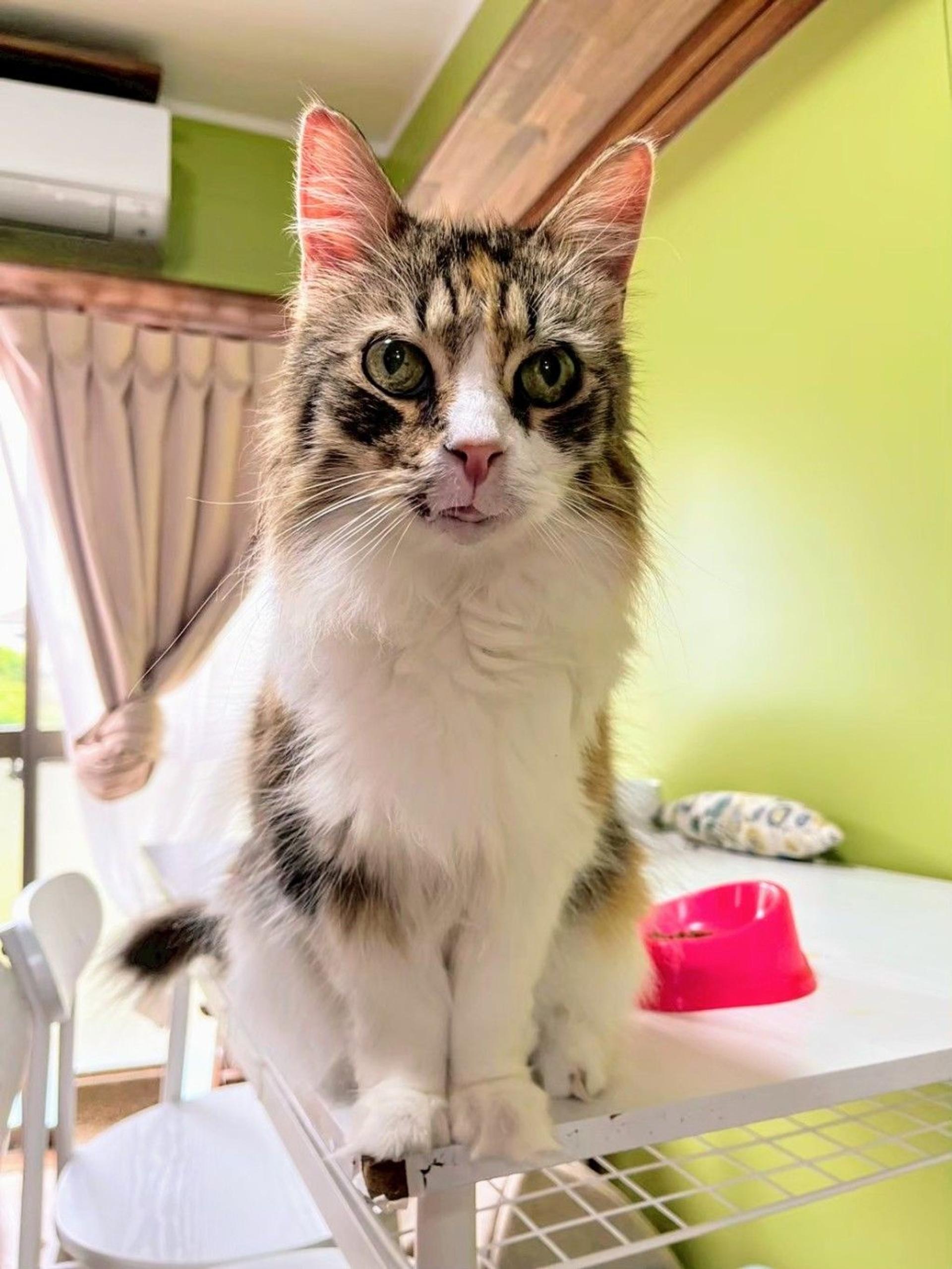 pet-image-2