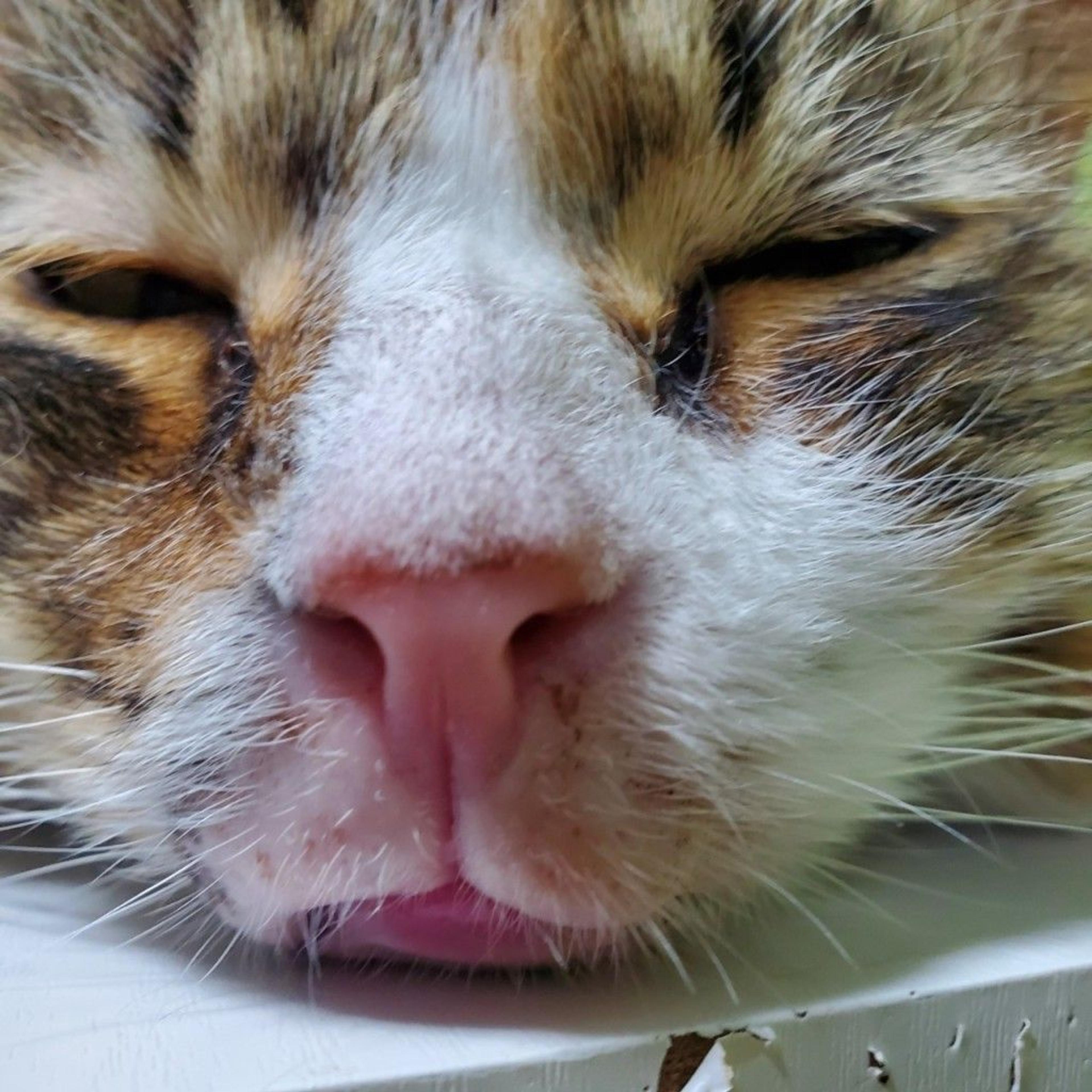 pet-image-4