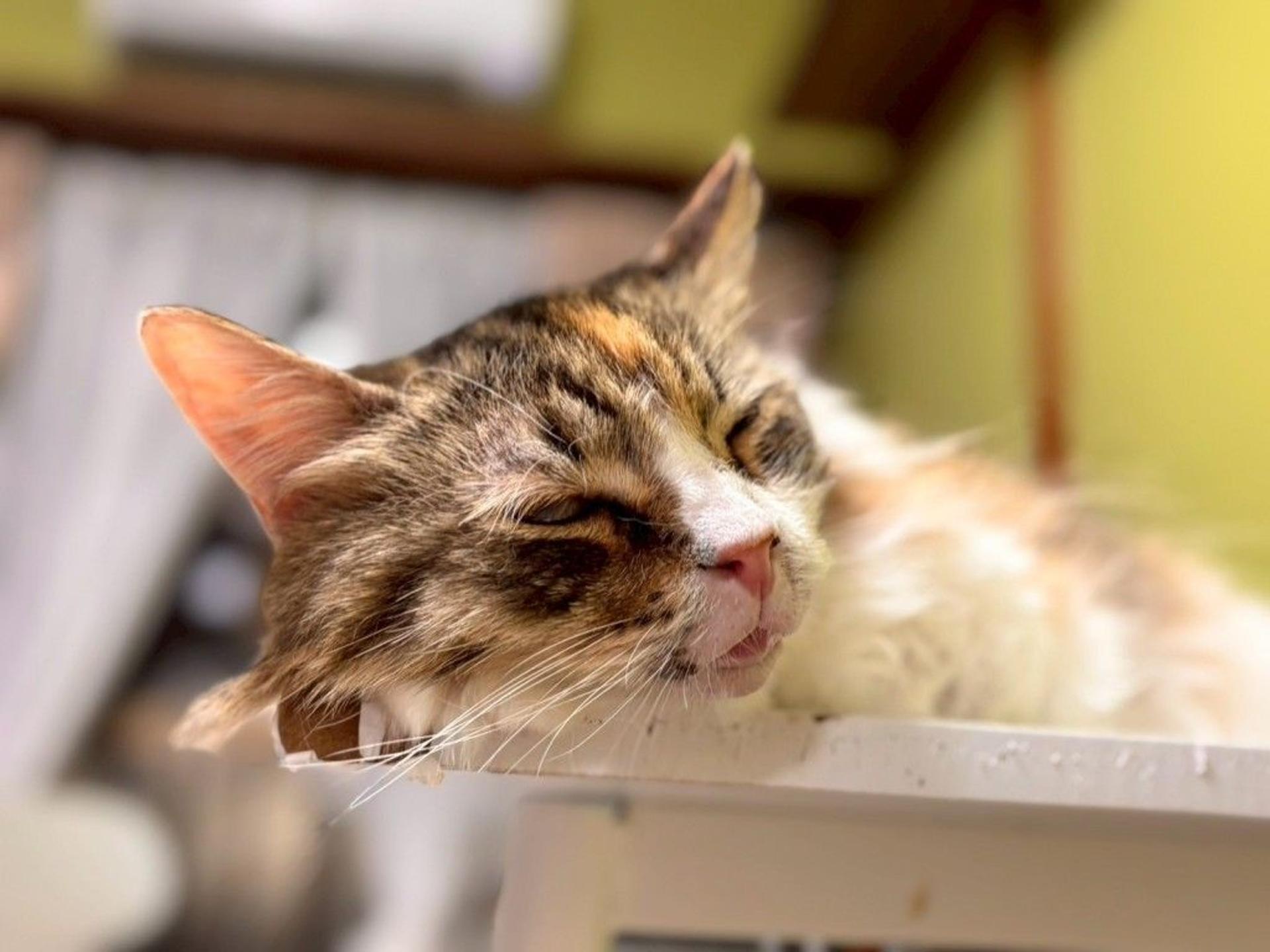 pet-image-6