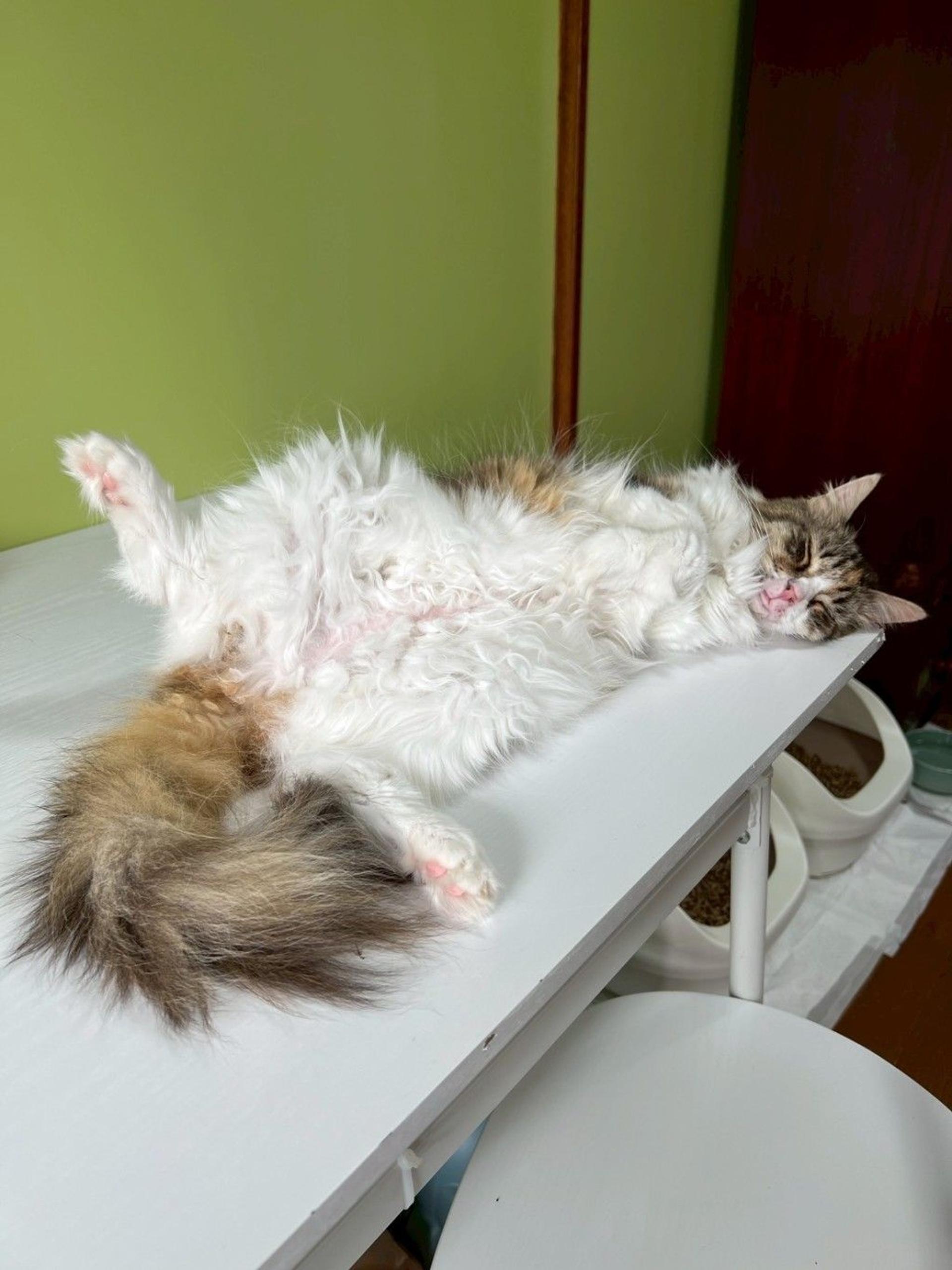 pet-image-8