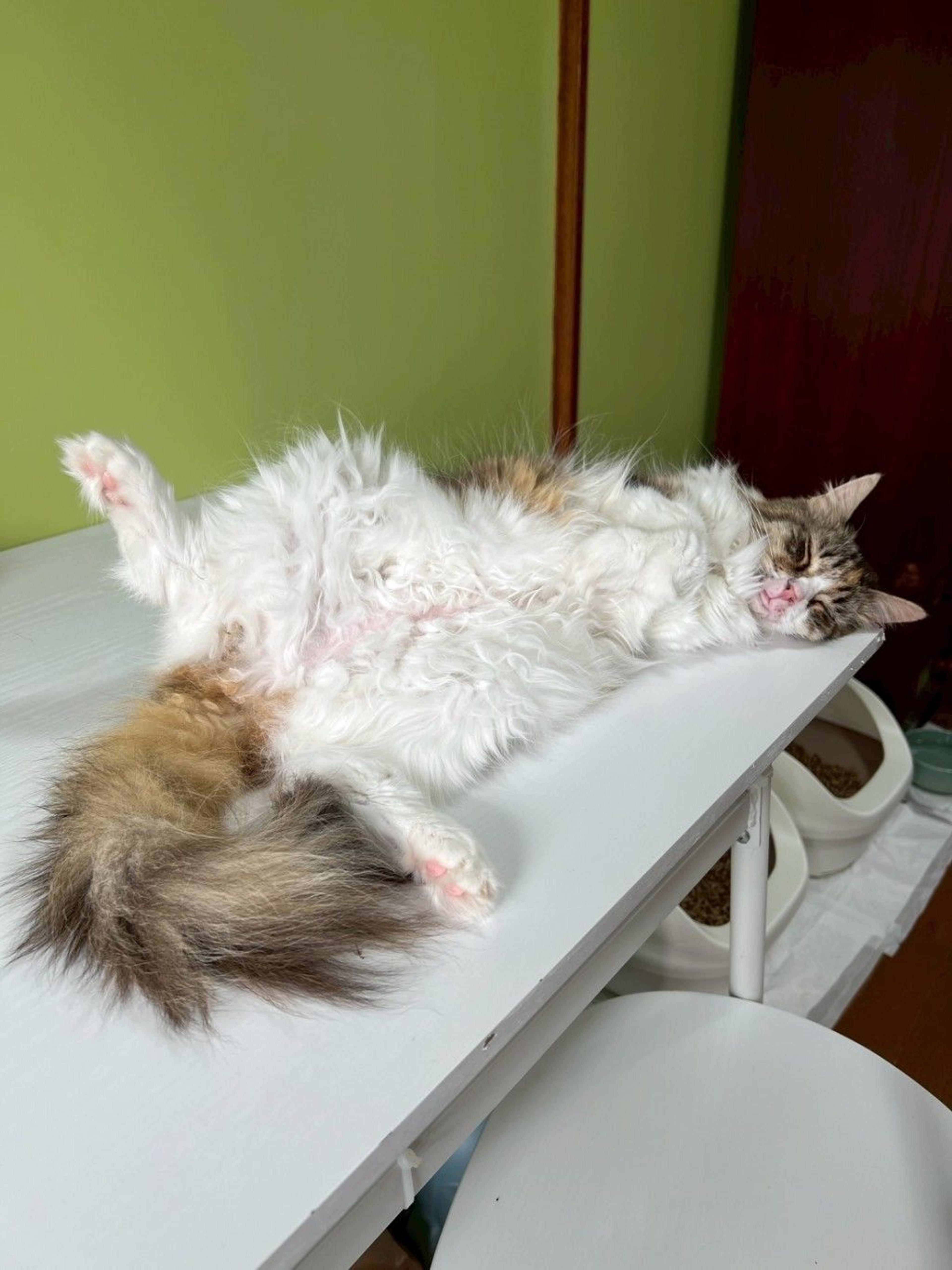 pet-image-8
