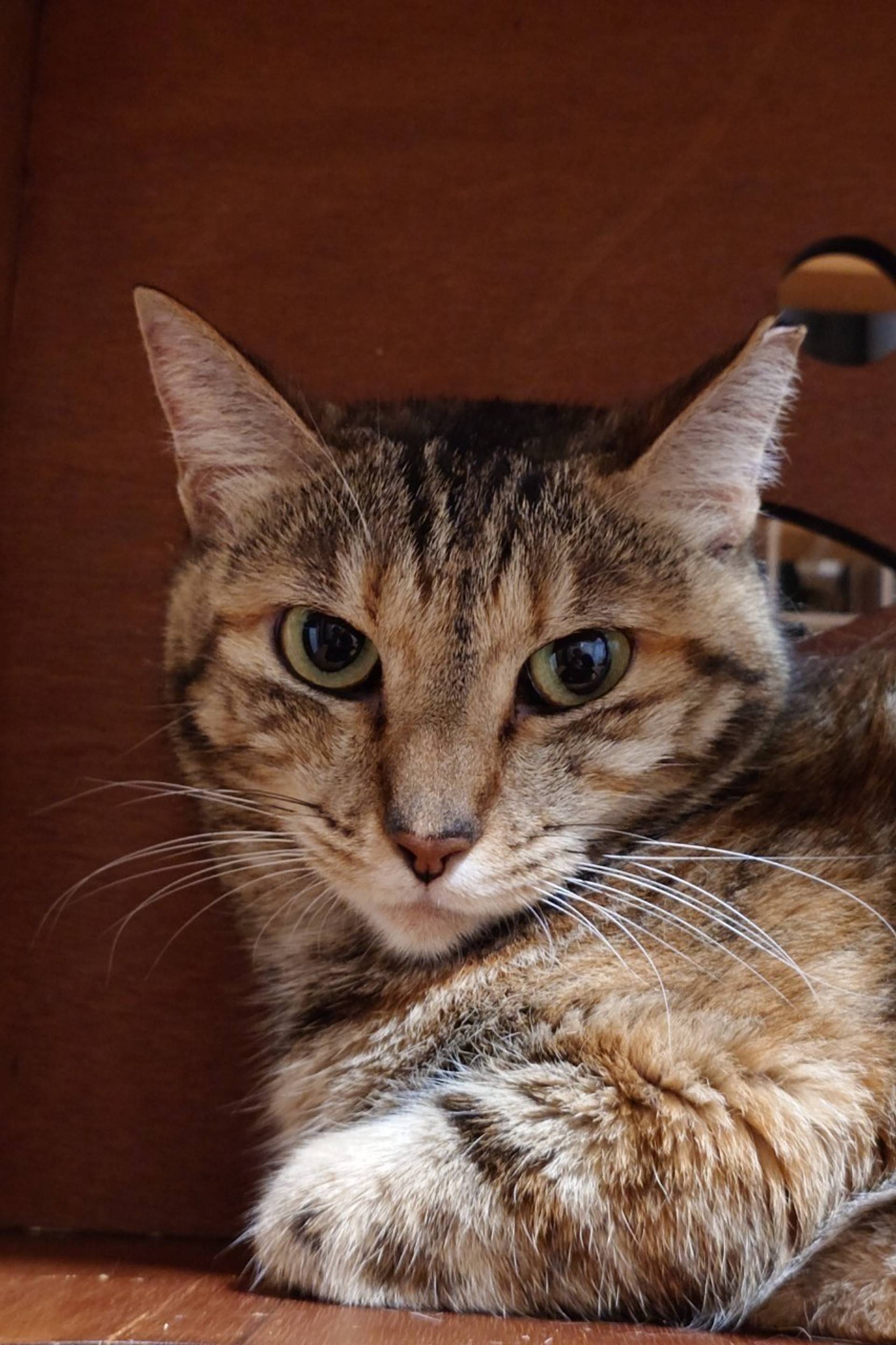 雑種（ミックス猫）・メスの里親募集の写真