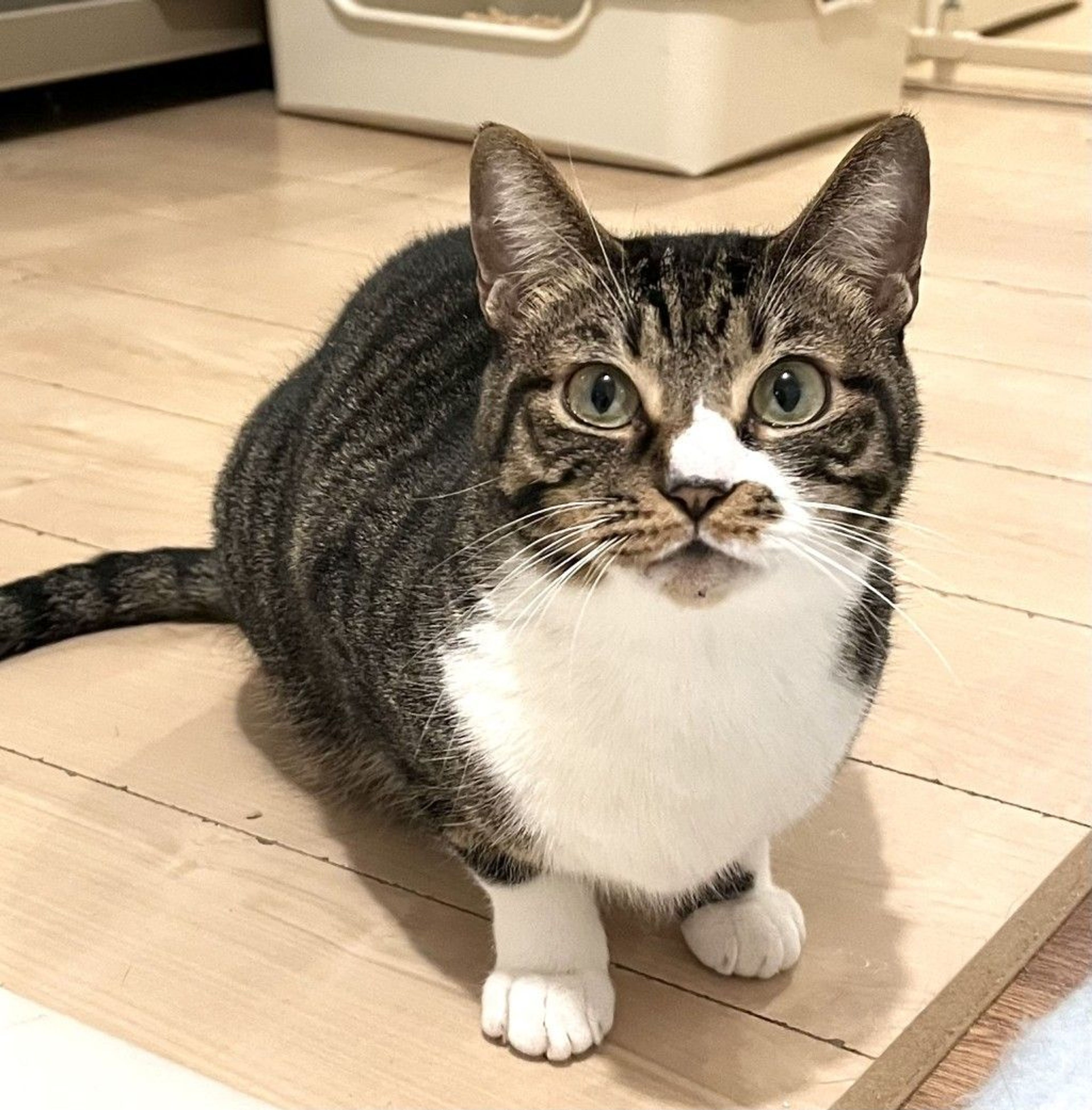 雑種（ミックス猫）・メスの里親募集の写真