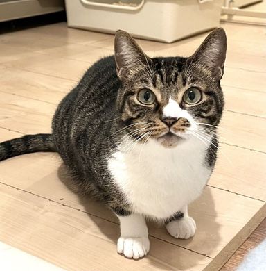 にぼしの写真
