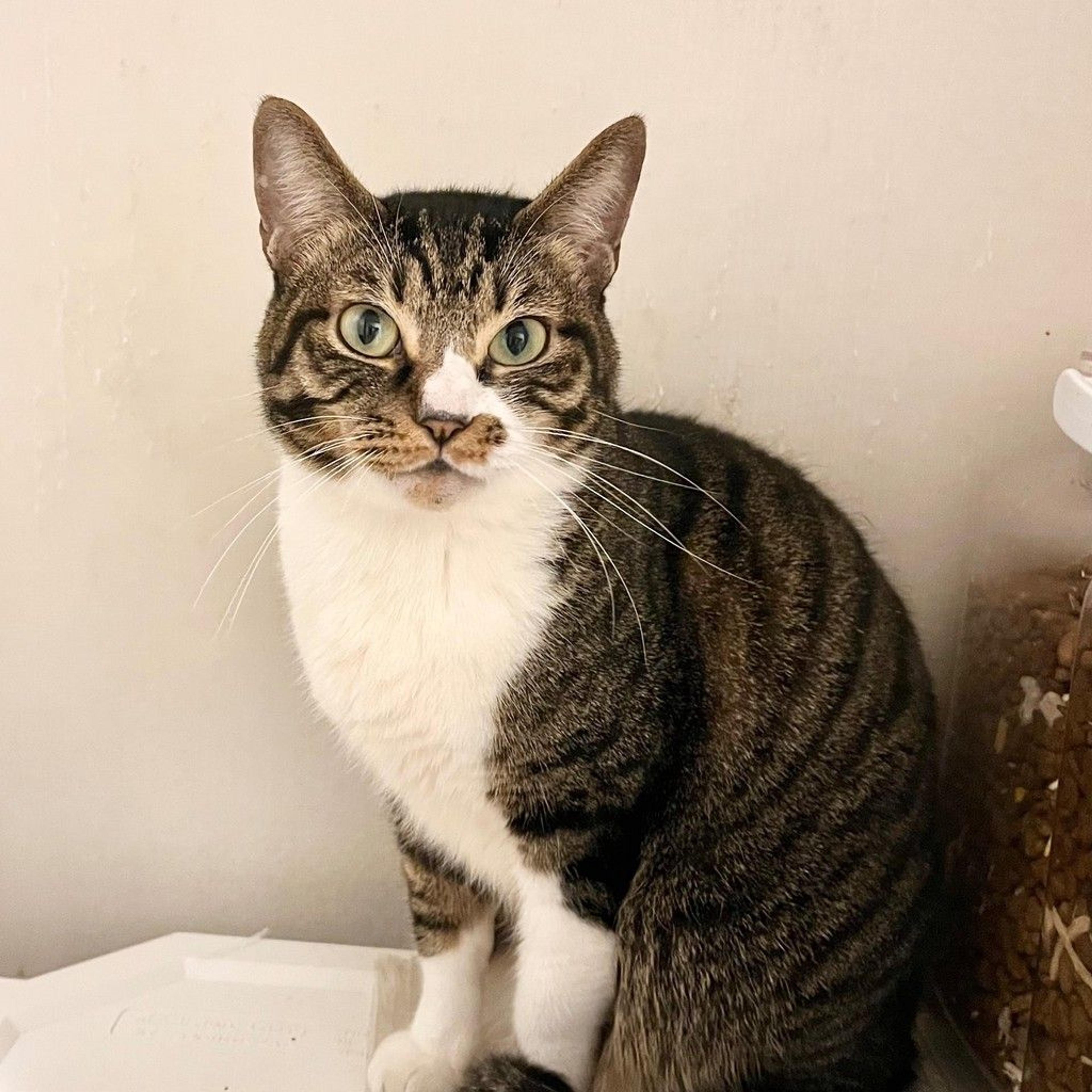 pet-image-3