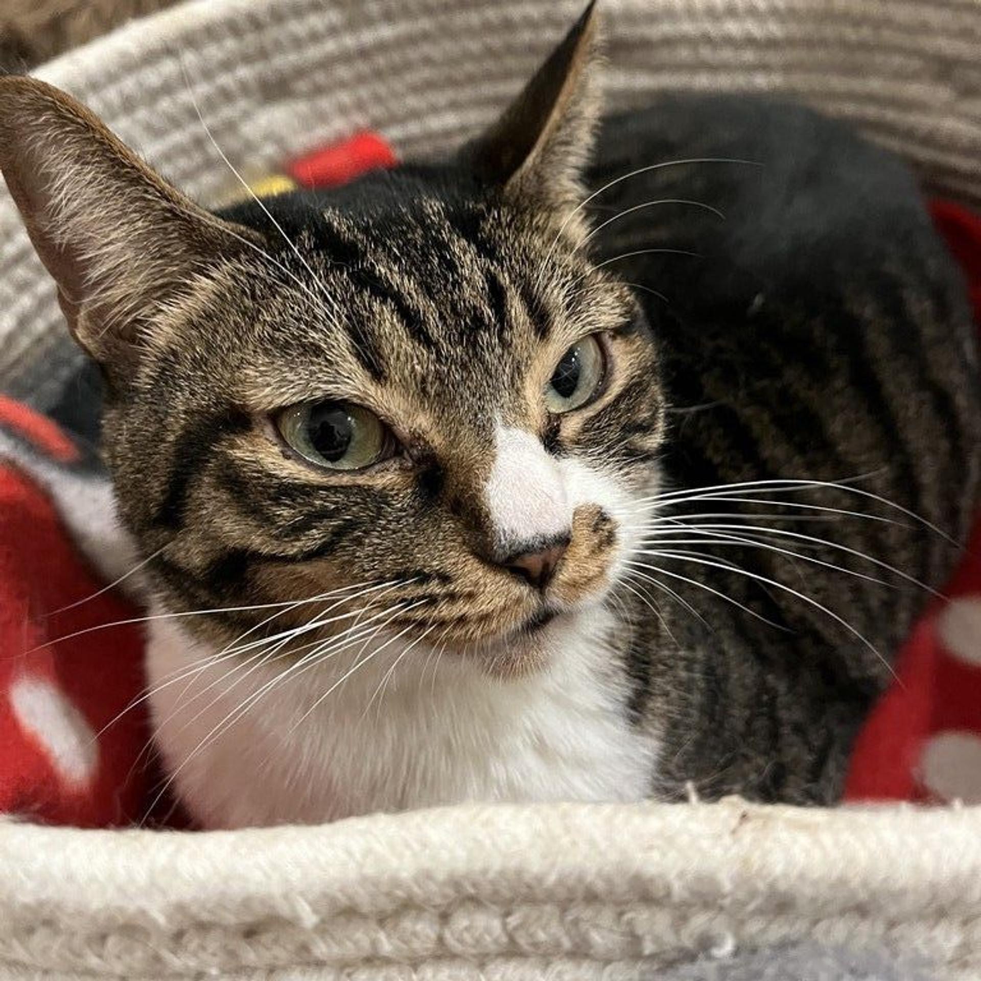 pet-image-5
