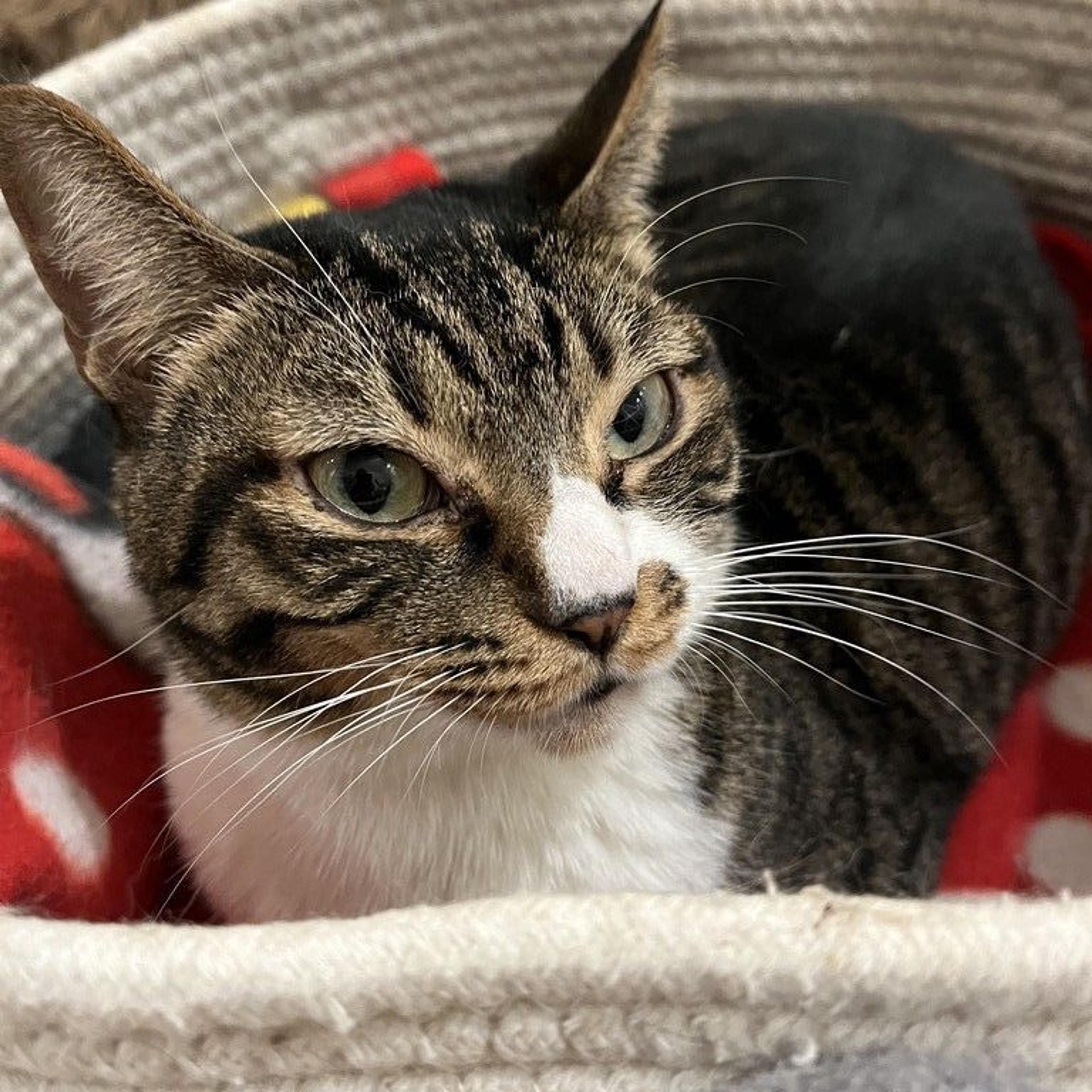 pet-image-5
