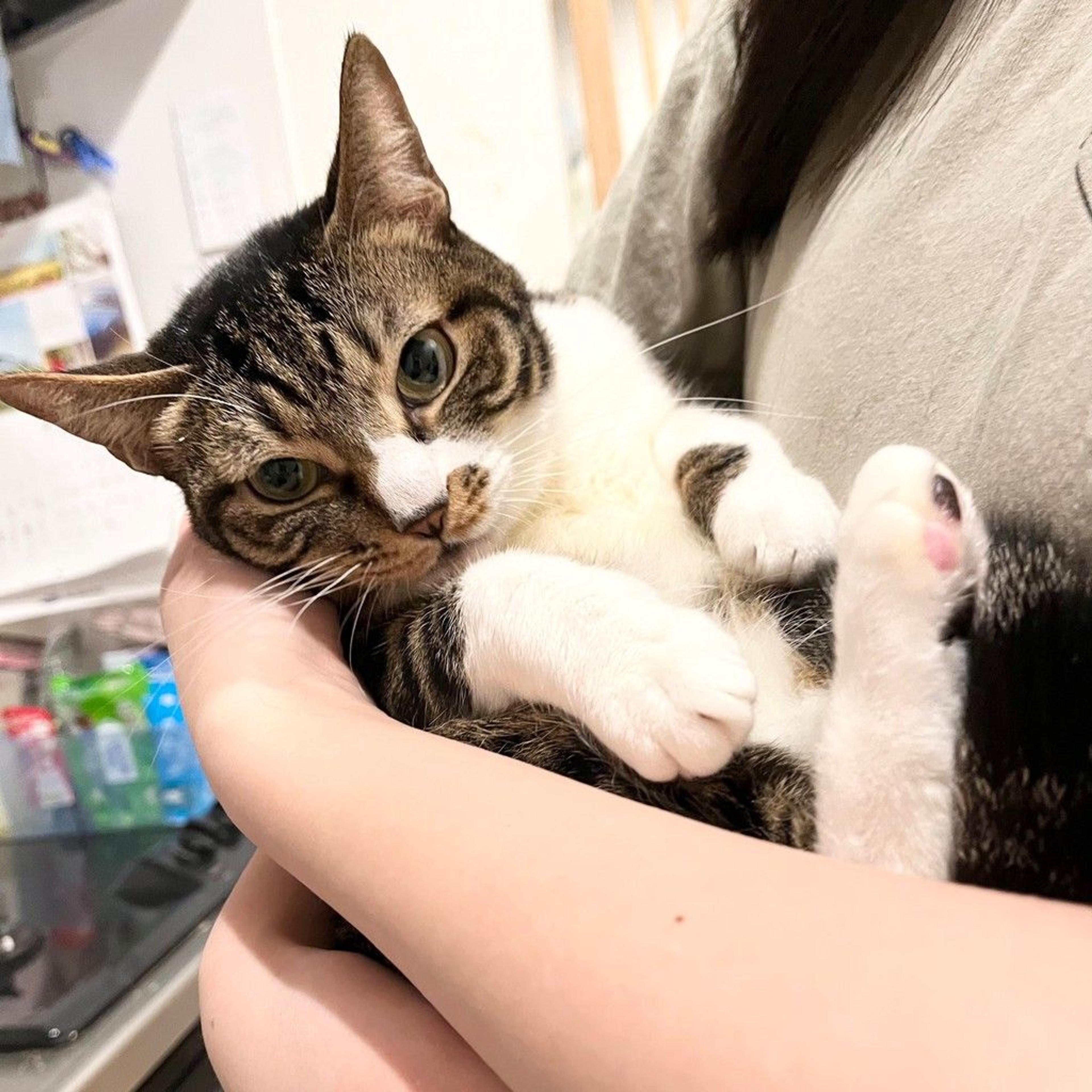 pet-image-6