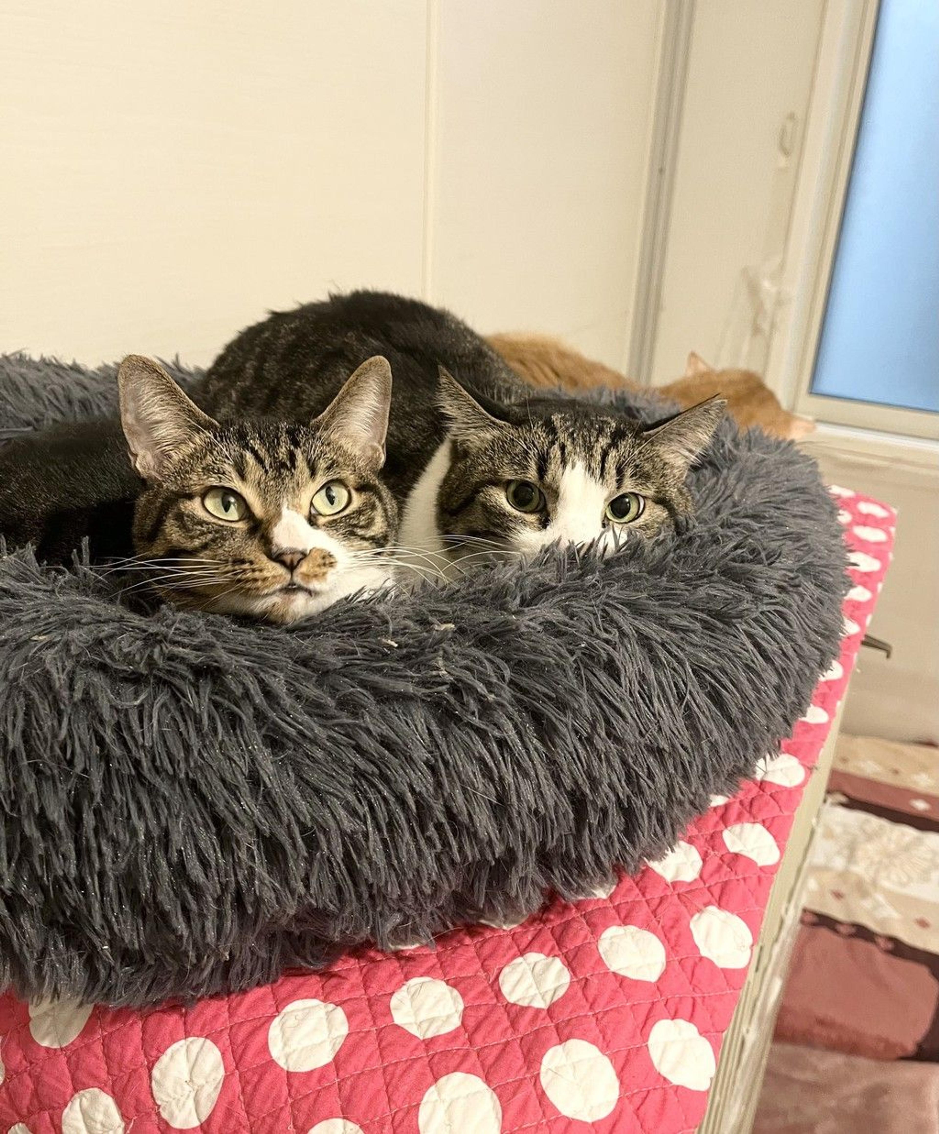 pet-image-7