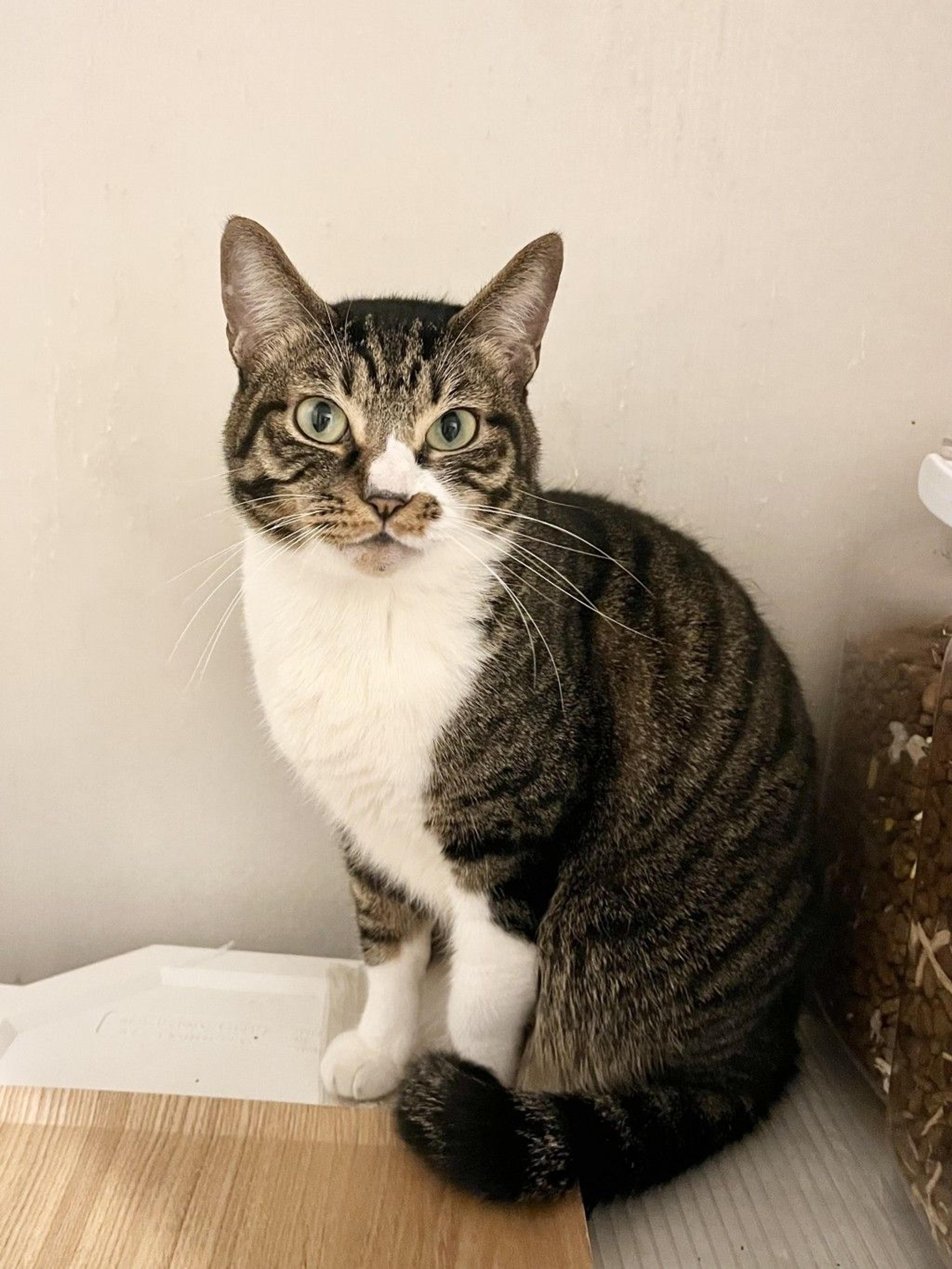 pet-image-2