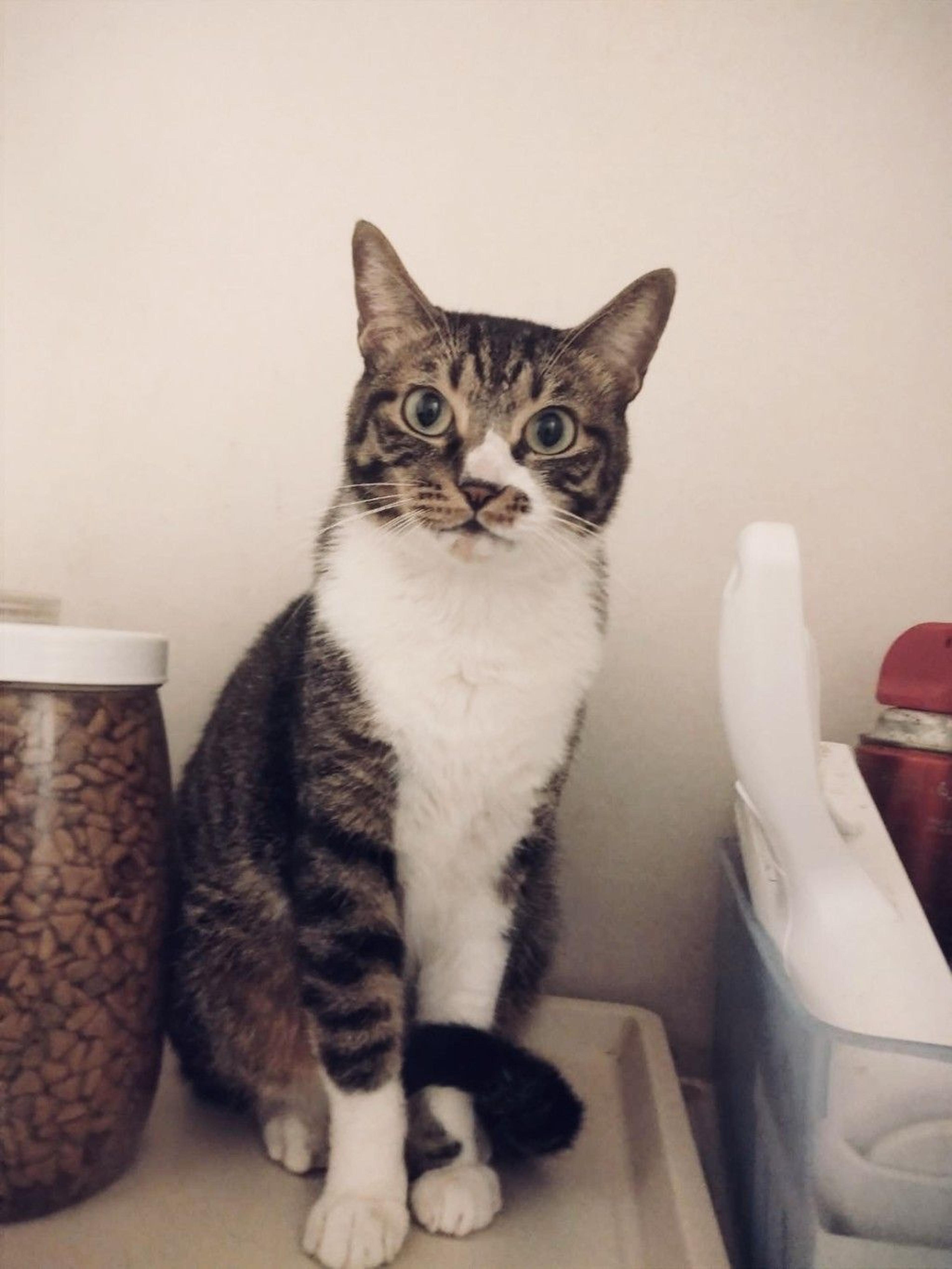 pet-image-3