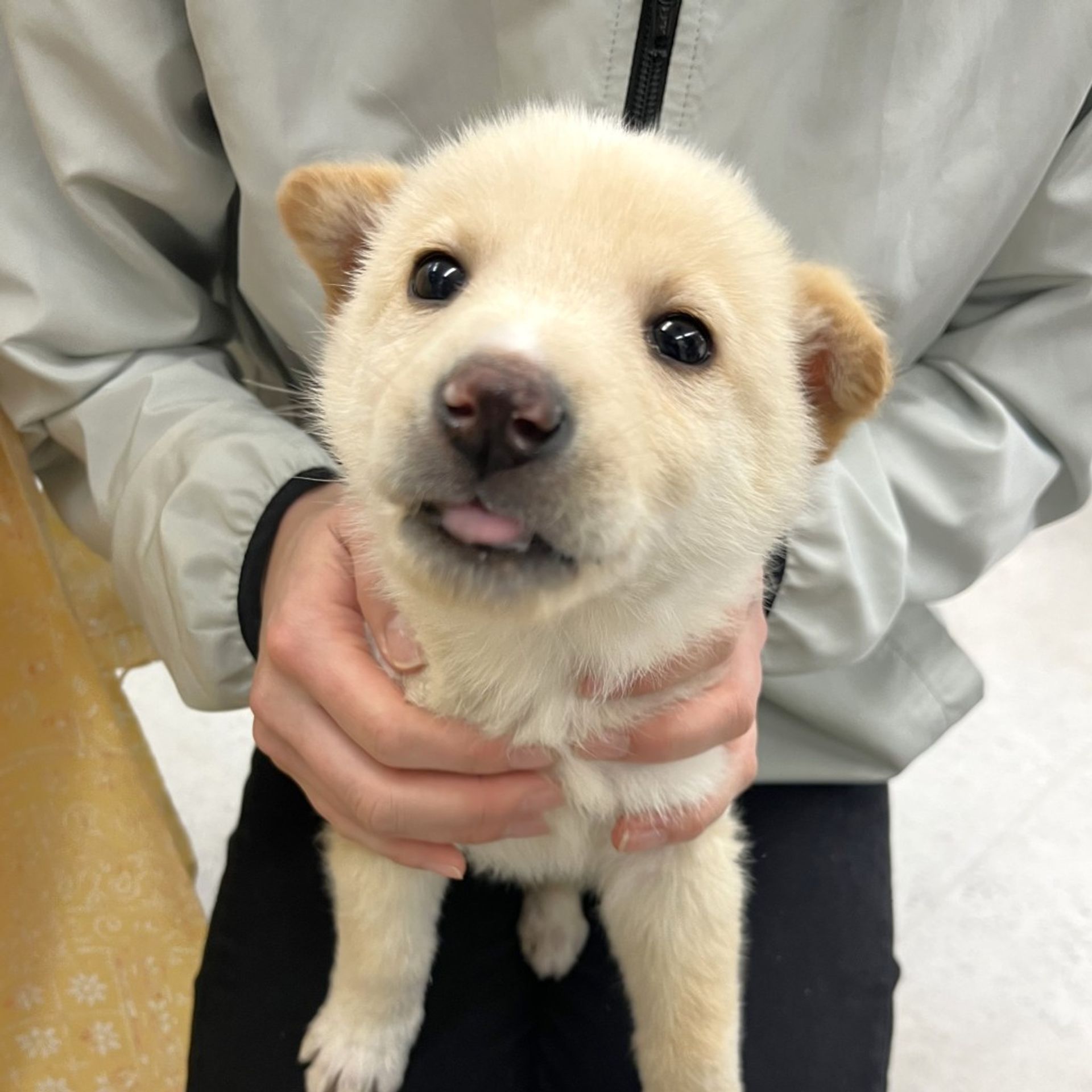 雑種（ミックス犬）・オスの里親募集の写真