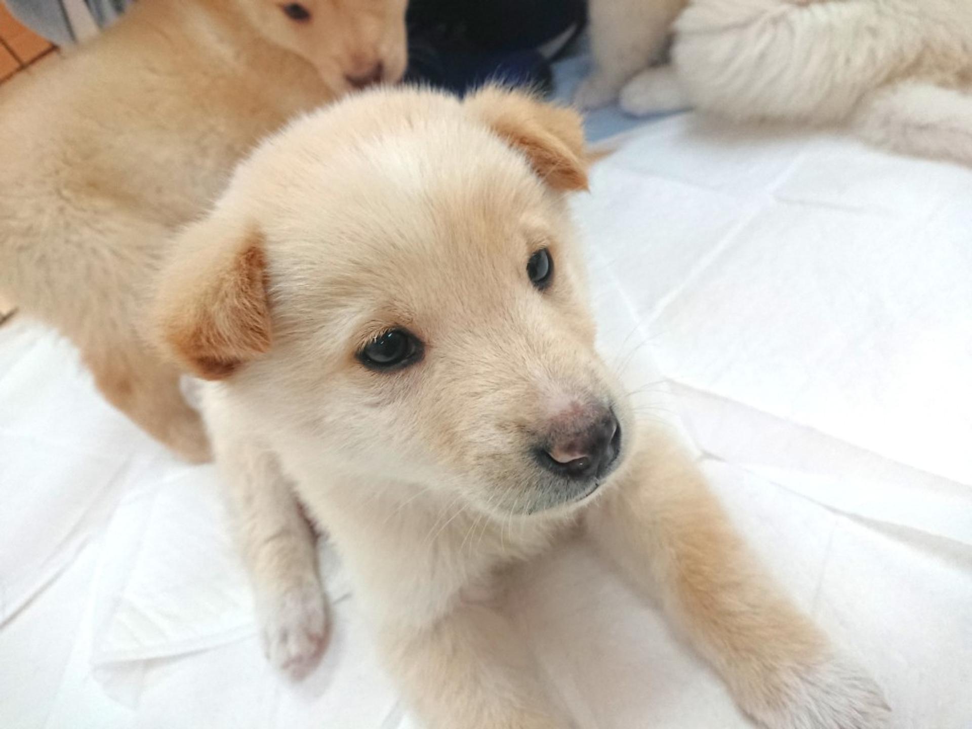 pet-image-2