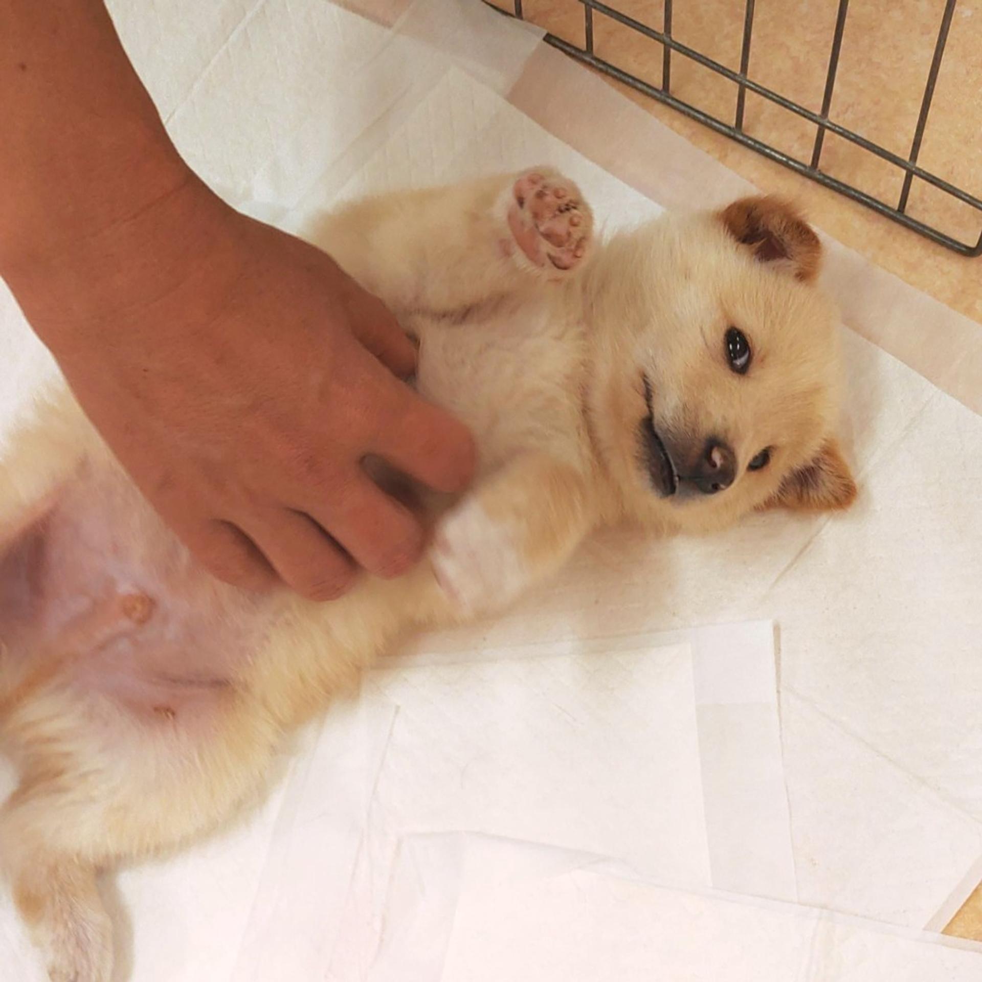 pet-image-3