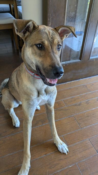 シェパード系？元気なそらちゃん