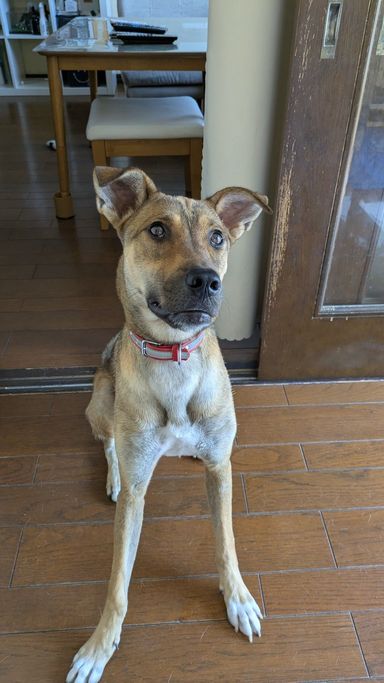 シェパード系🌼元気なそらちゃん