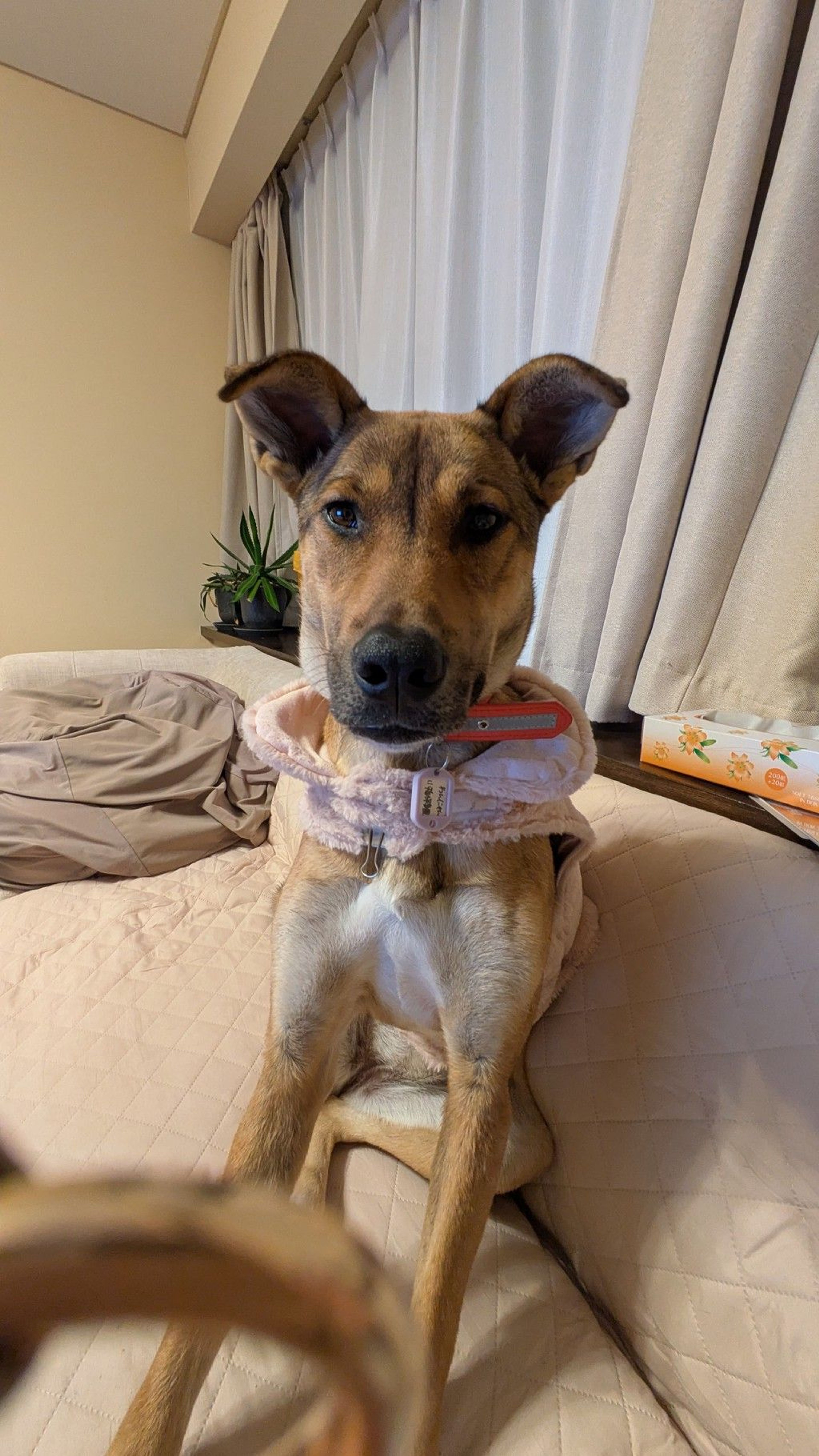 雑種（ミックス犬）・メスの里親募集の写真