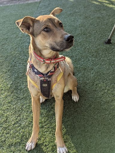 雑種（ミックス犬）・メスの里親募集の写真