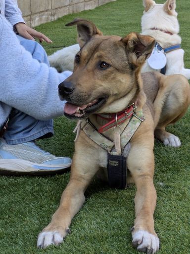 雑種（ミックス犬）・メスの里親募集の写真