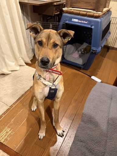 雑種（ミックス犬）・メスの里親募集の写真