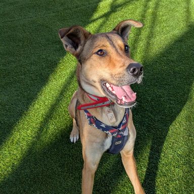 雑種（ミックス犬）・メスの里親募集の写真