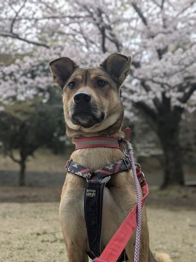 雑種（ミックス犬）・メスの里親募集の写真