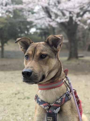 雑種（ミックス犬）・メスの里親募集の写真