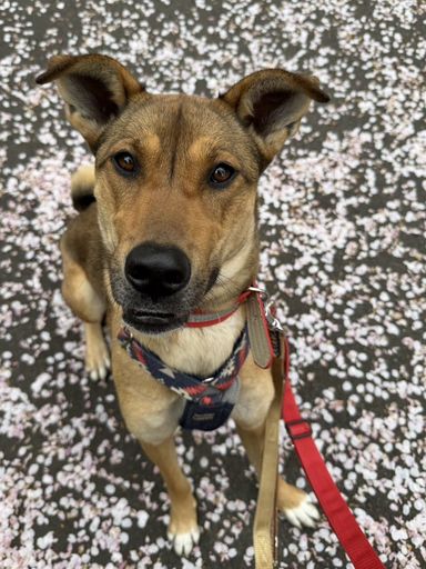 雑種（ミックス犬）・メスの里親募集の写真