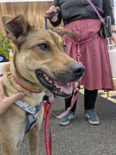 雑種（ミックス犬）・メスの里親募集の写真