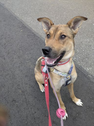 雑種（ミックス犬）・メスの里親募集の写真