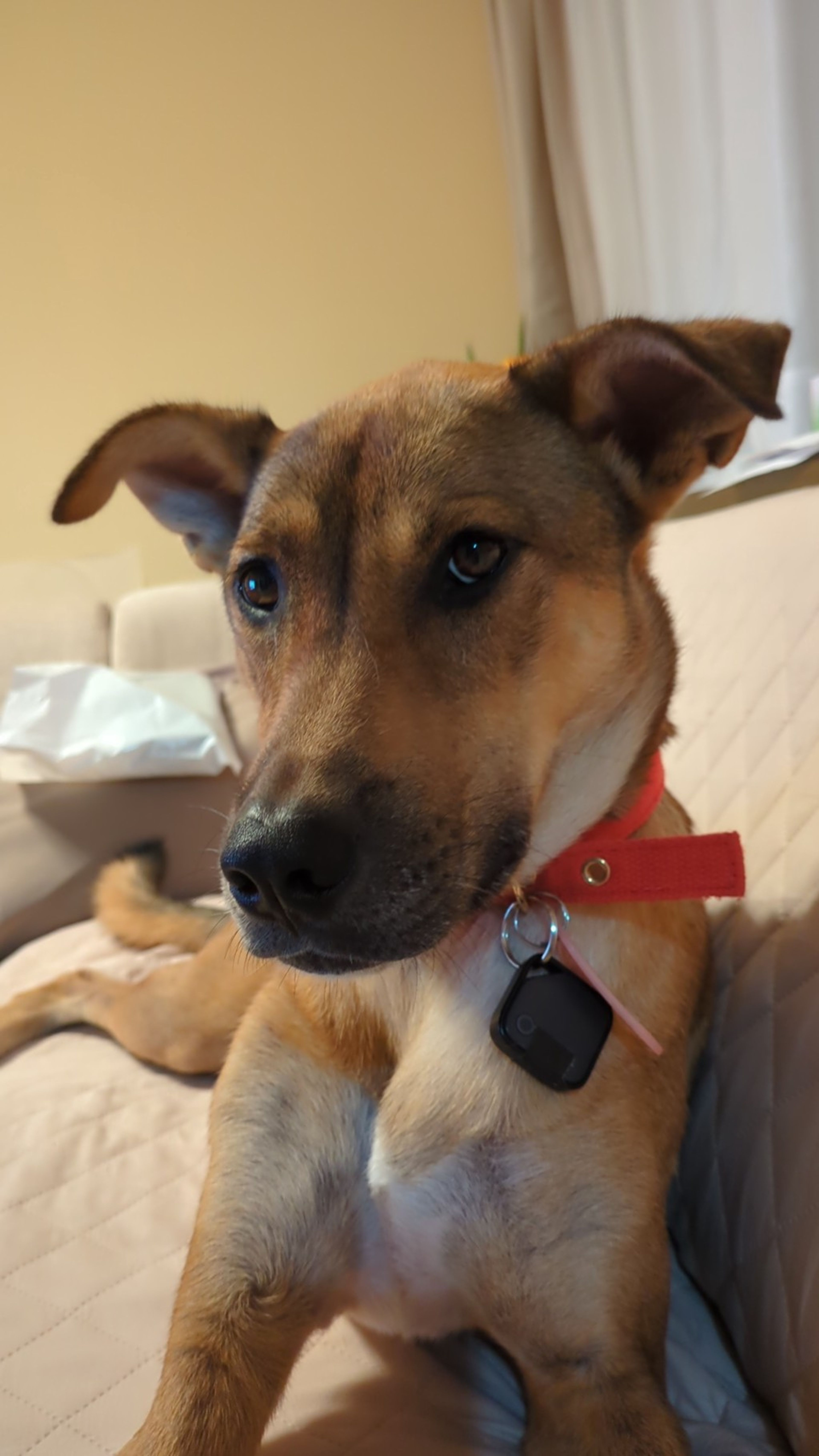 雑種（ミックス犬）・メスの里親募集の写真