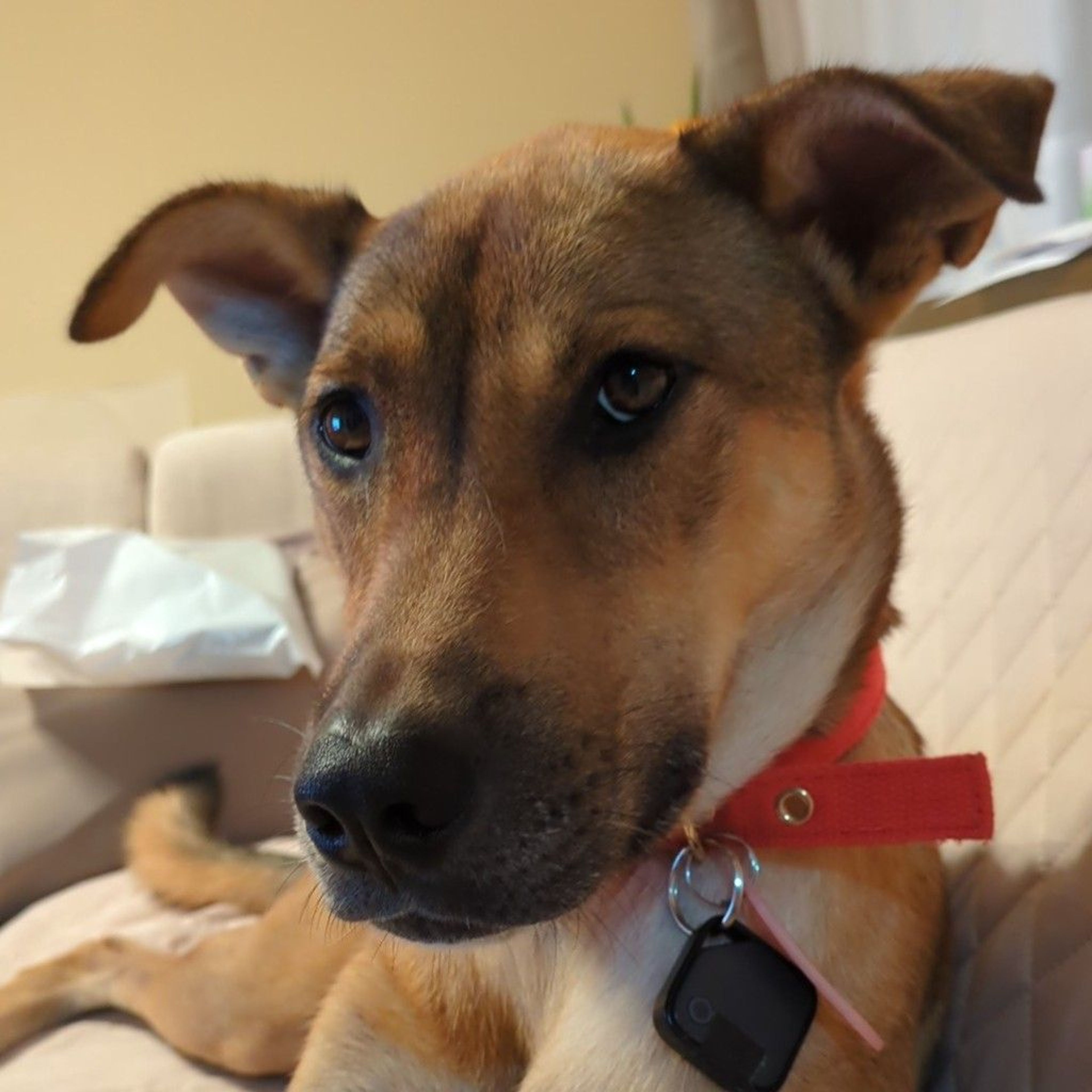雑種（ミックス犬）・メスの里親募集の写真