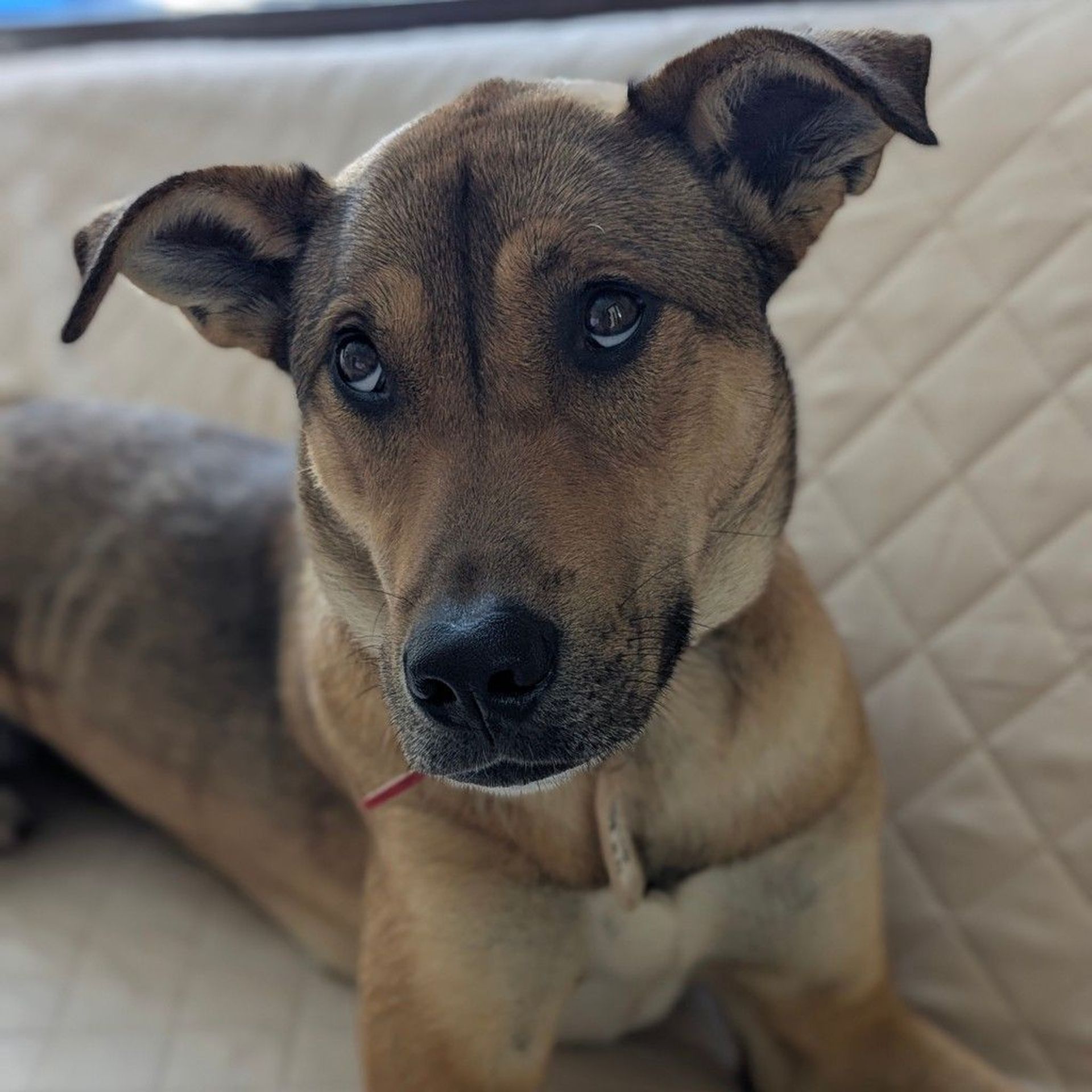 雑種（ミックス犬）・メスの里親募集の写真