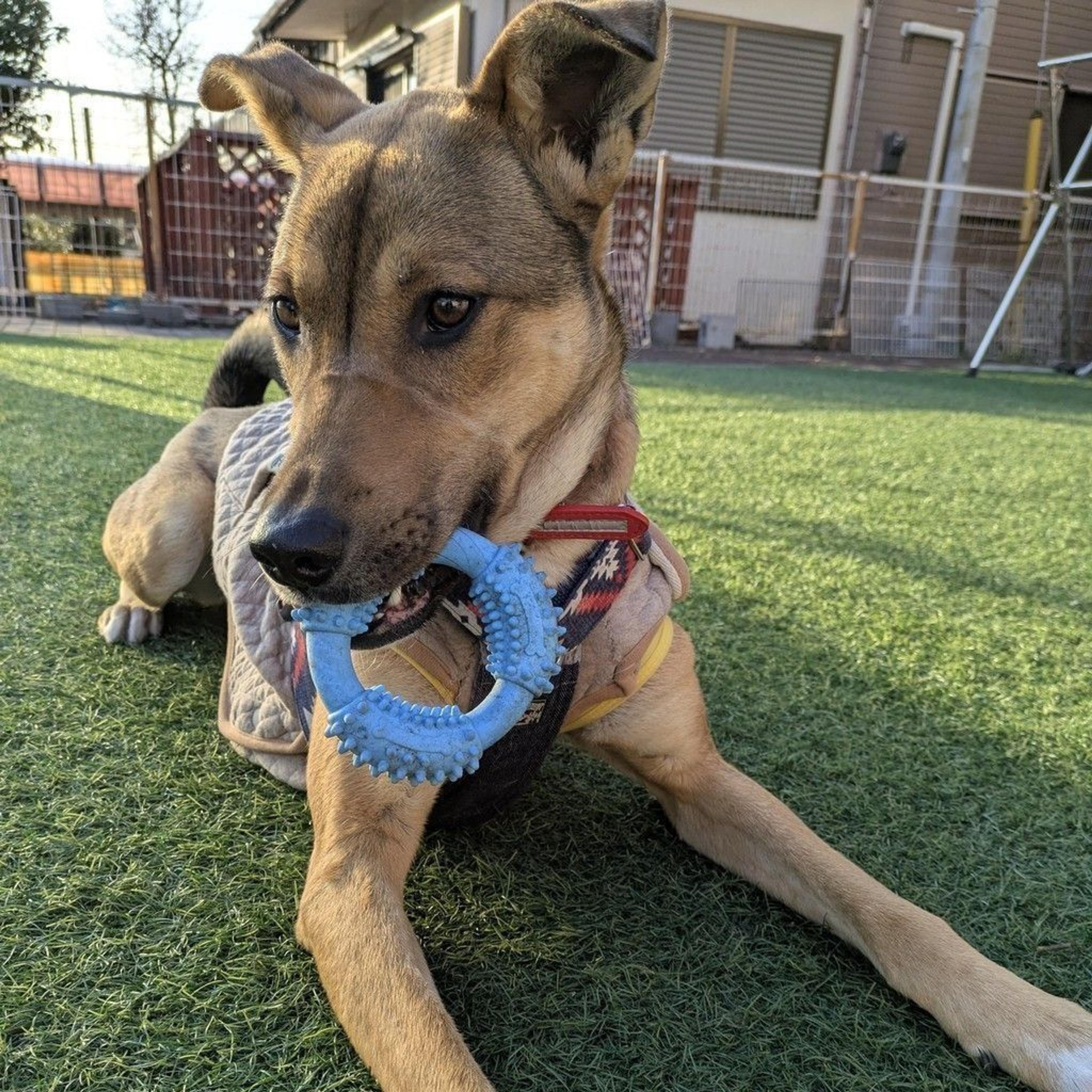 pet-image-8