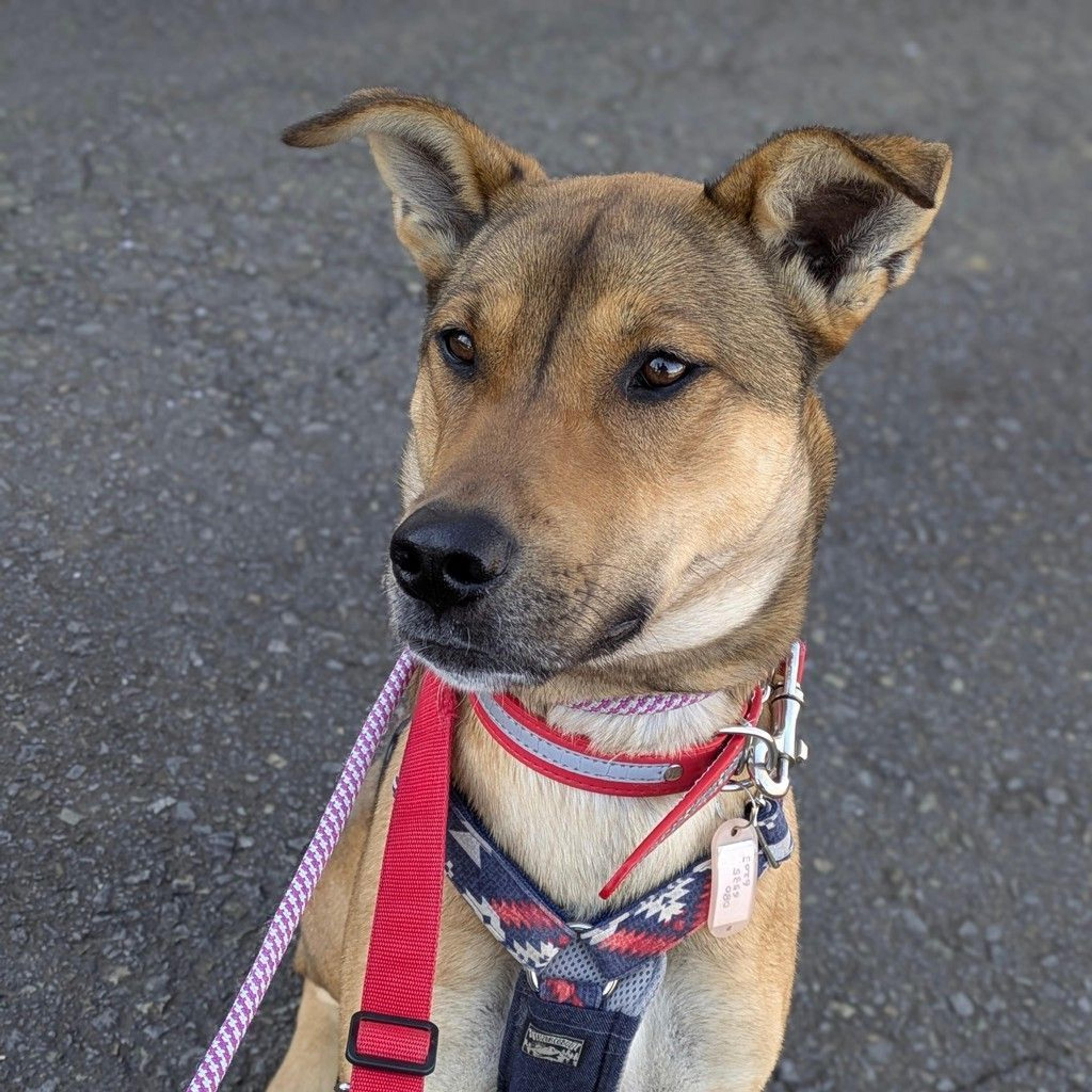 pet-image-10