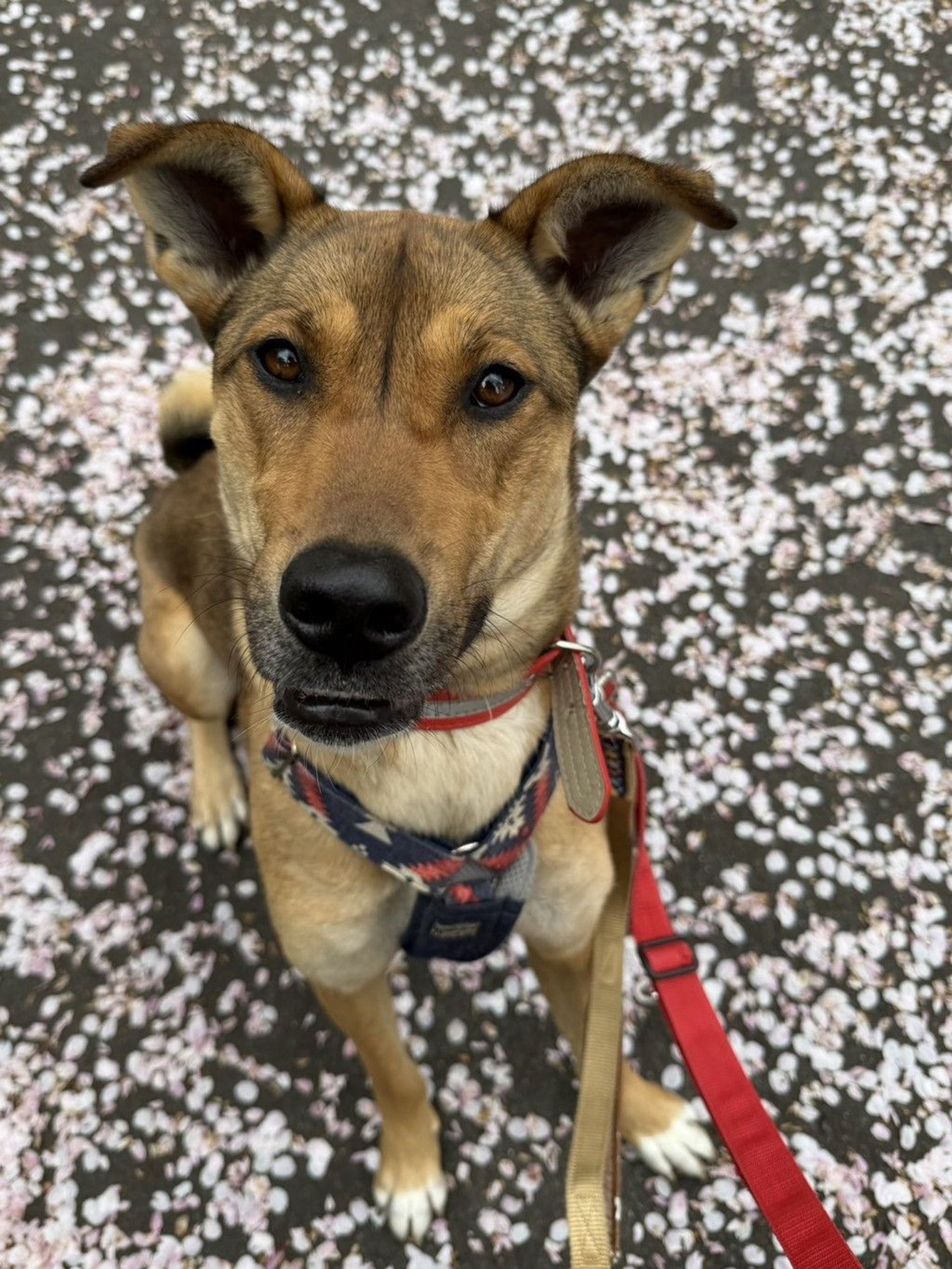 雑種（ミックス犬）・メスの里親募集の写真