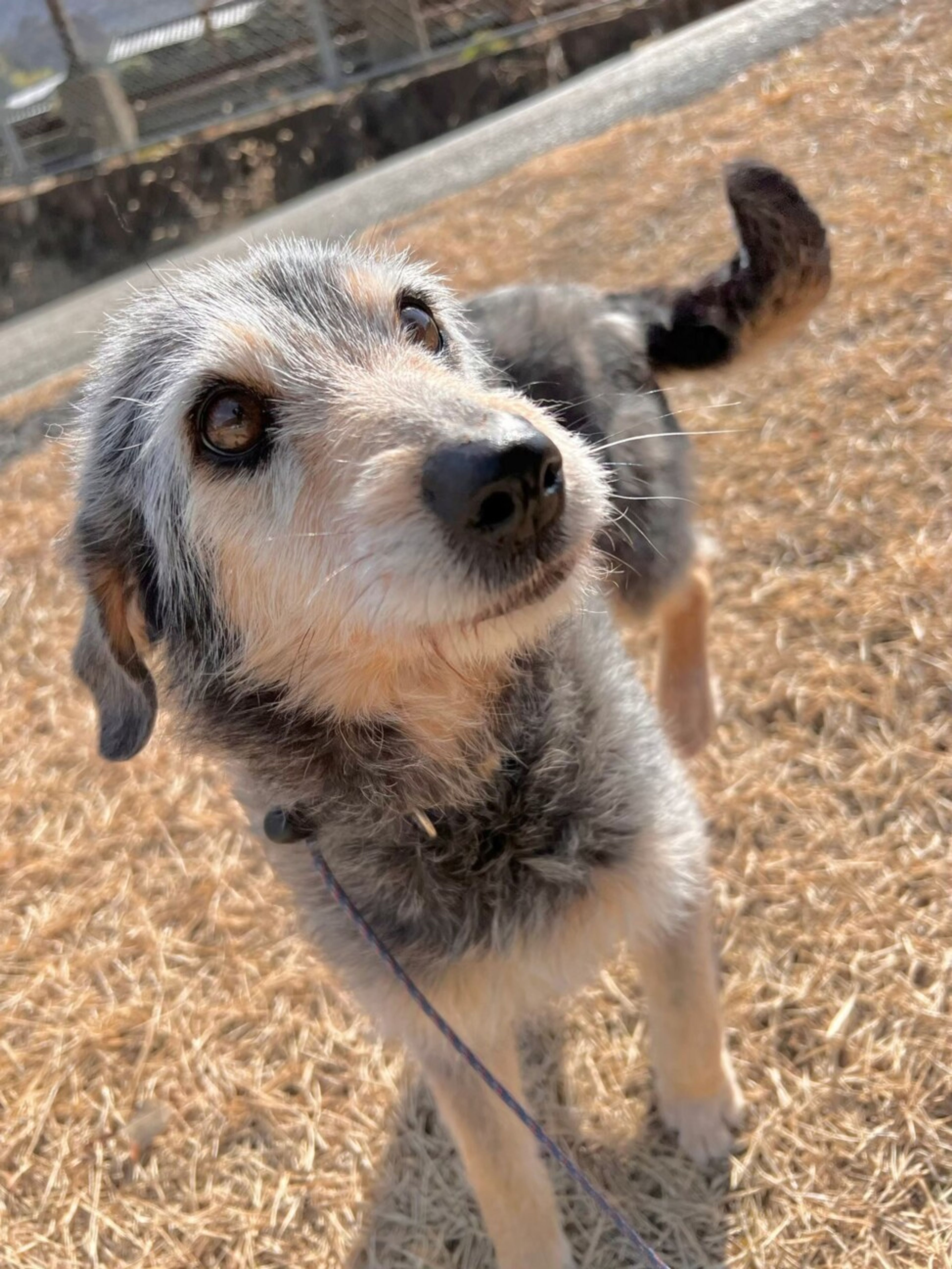pet-image-2
