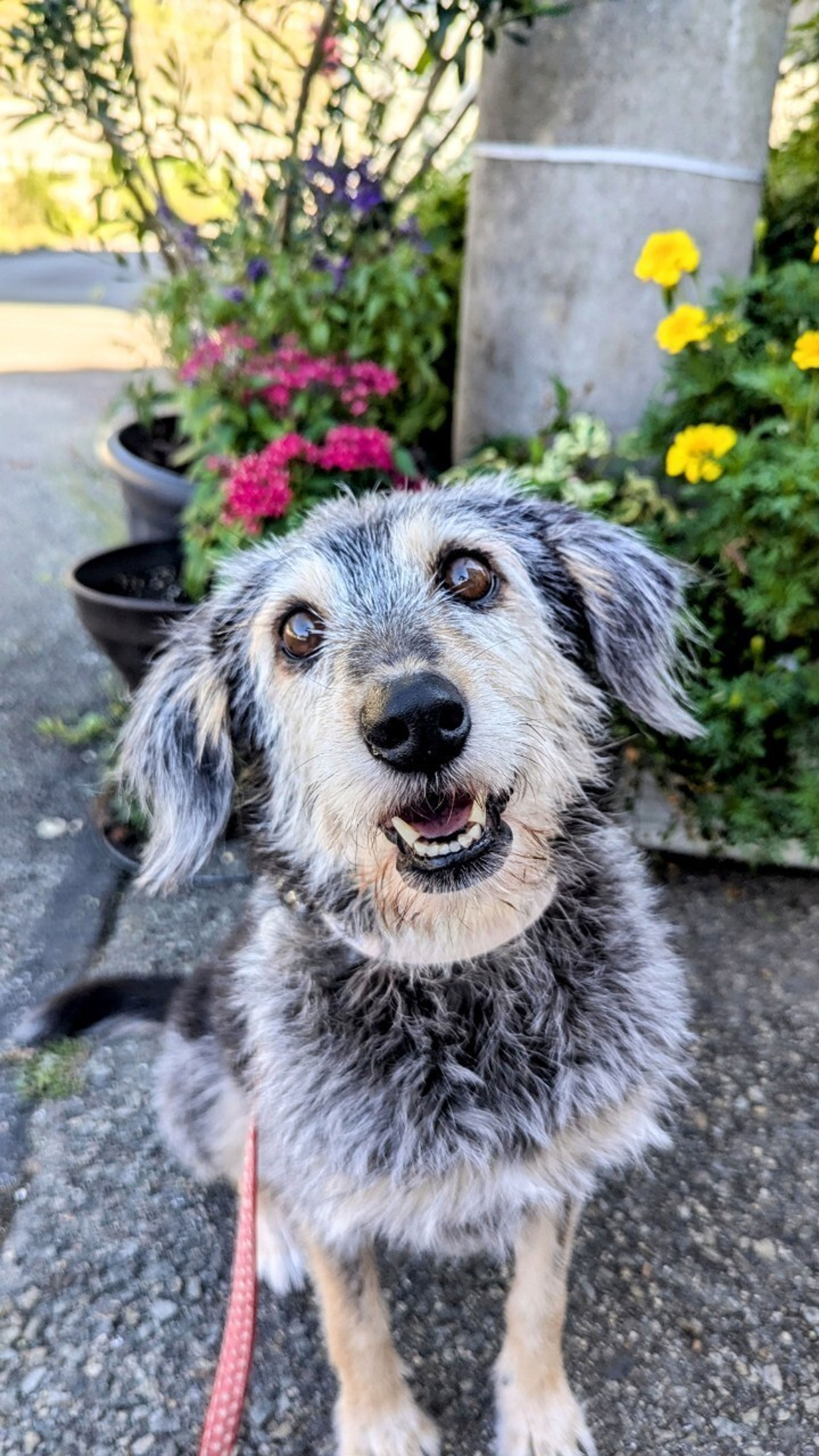 pet-image-4