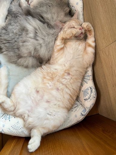 ケッピ