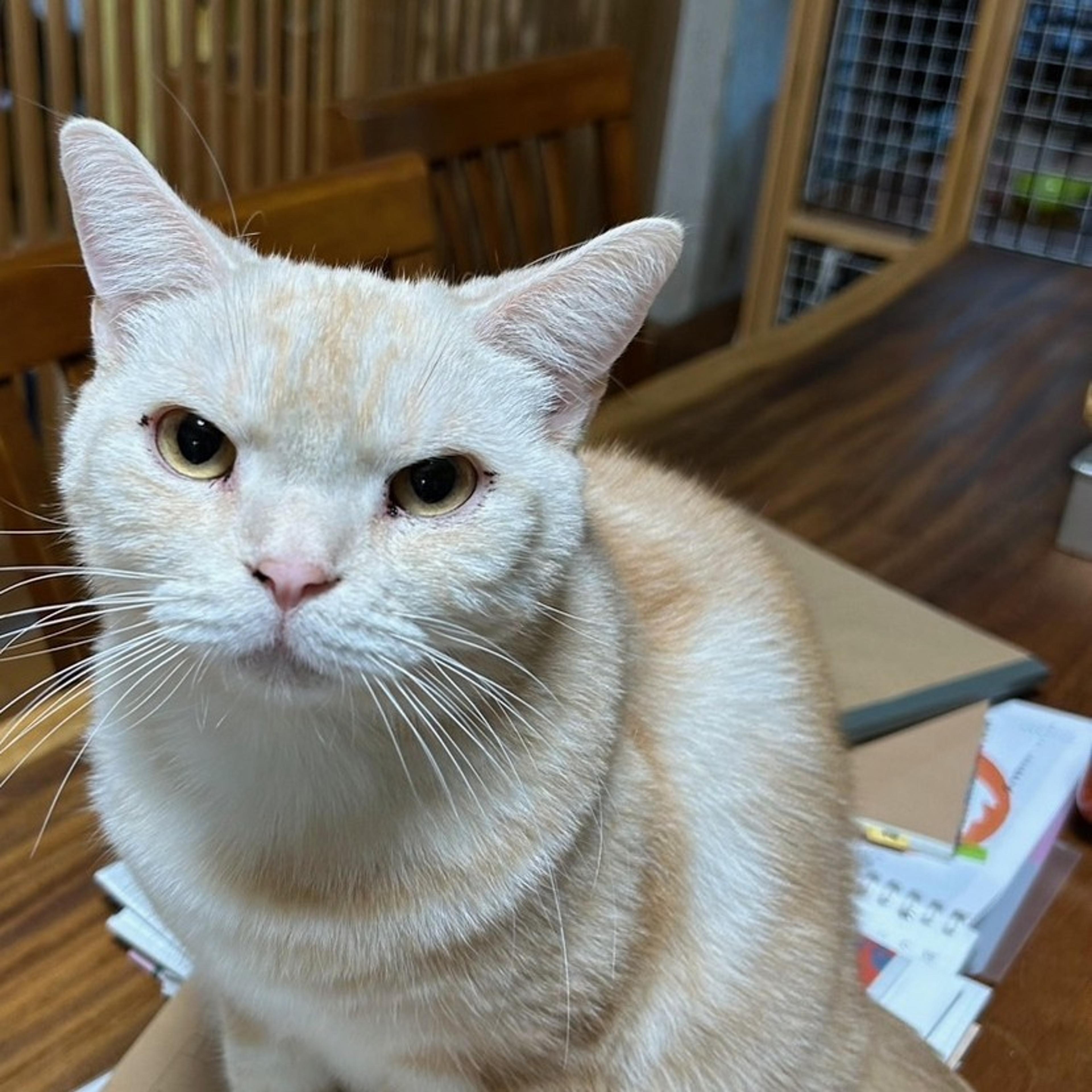 pet-image-2