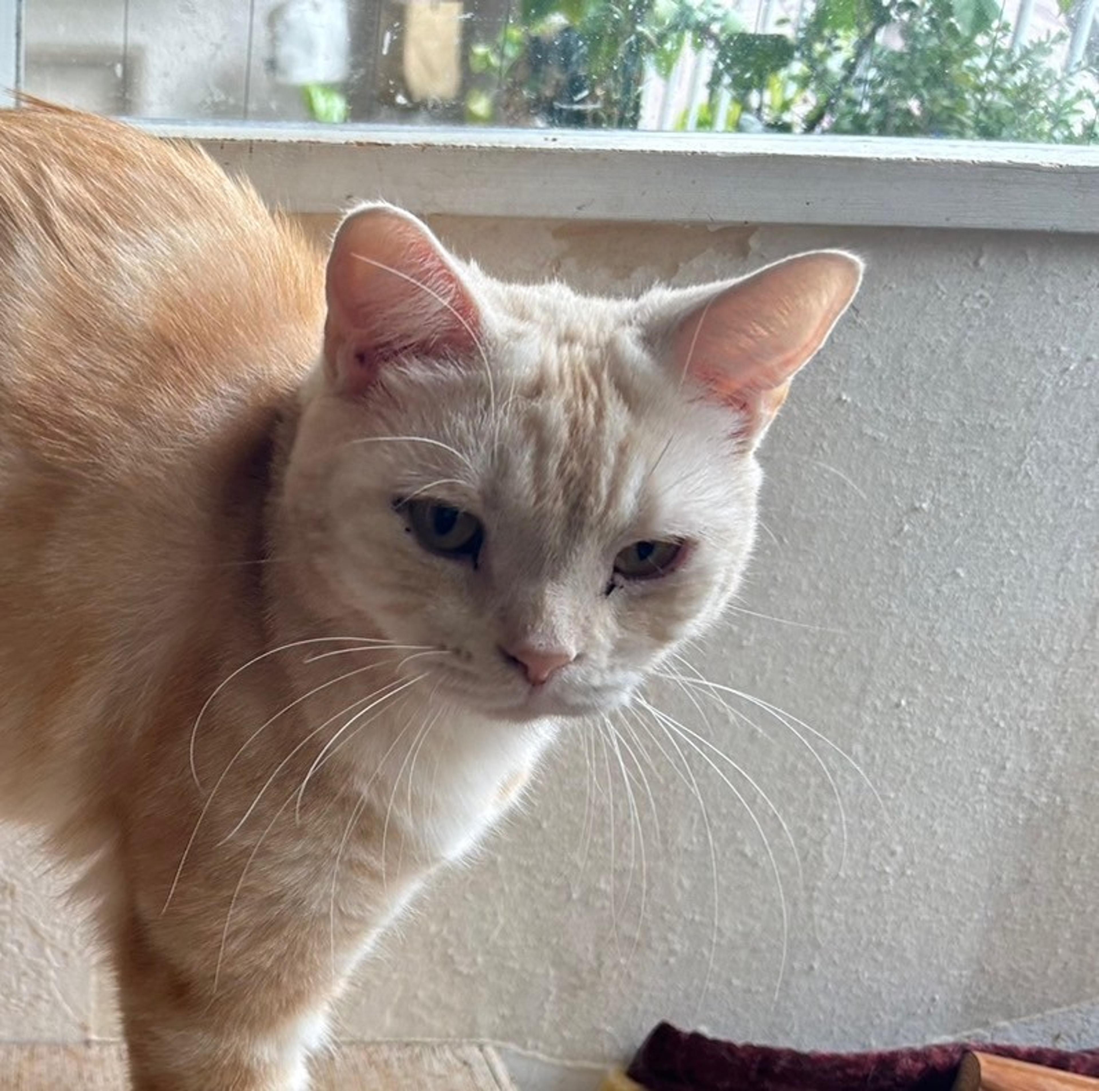 pet-image-3