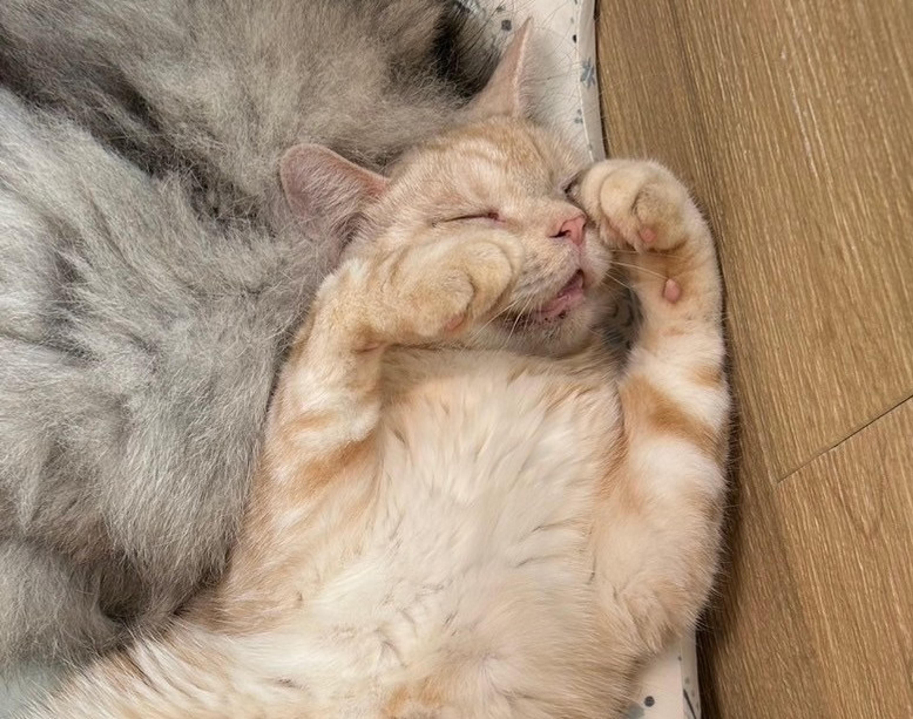 pet-image-4