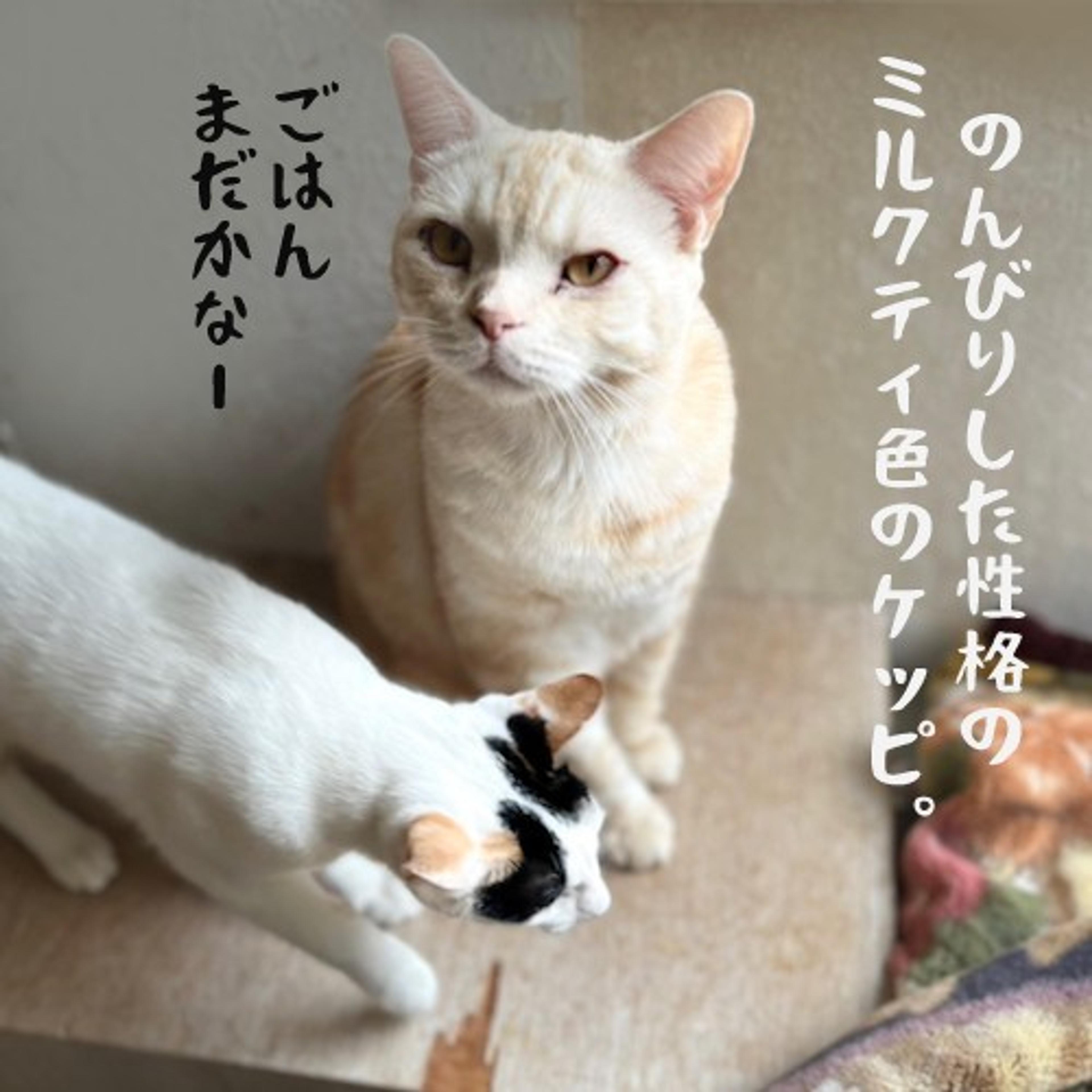 pet-image-5