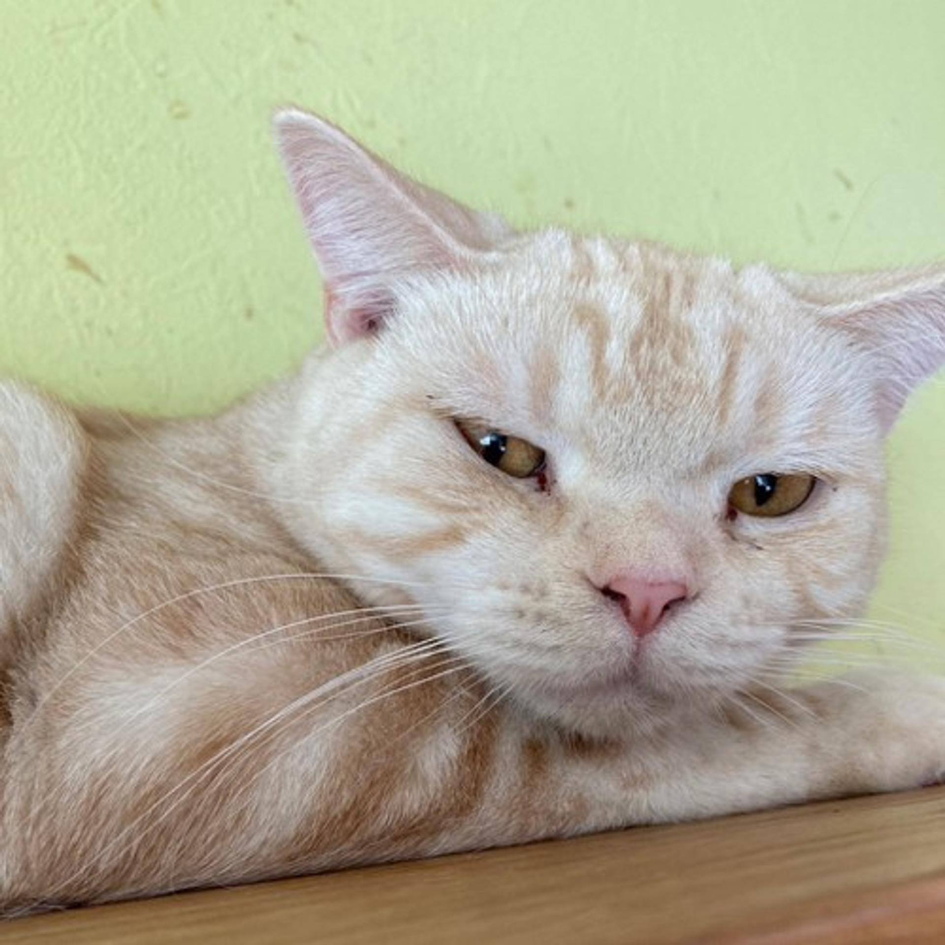 pet-image-6