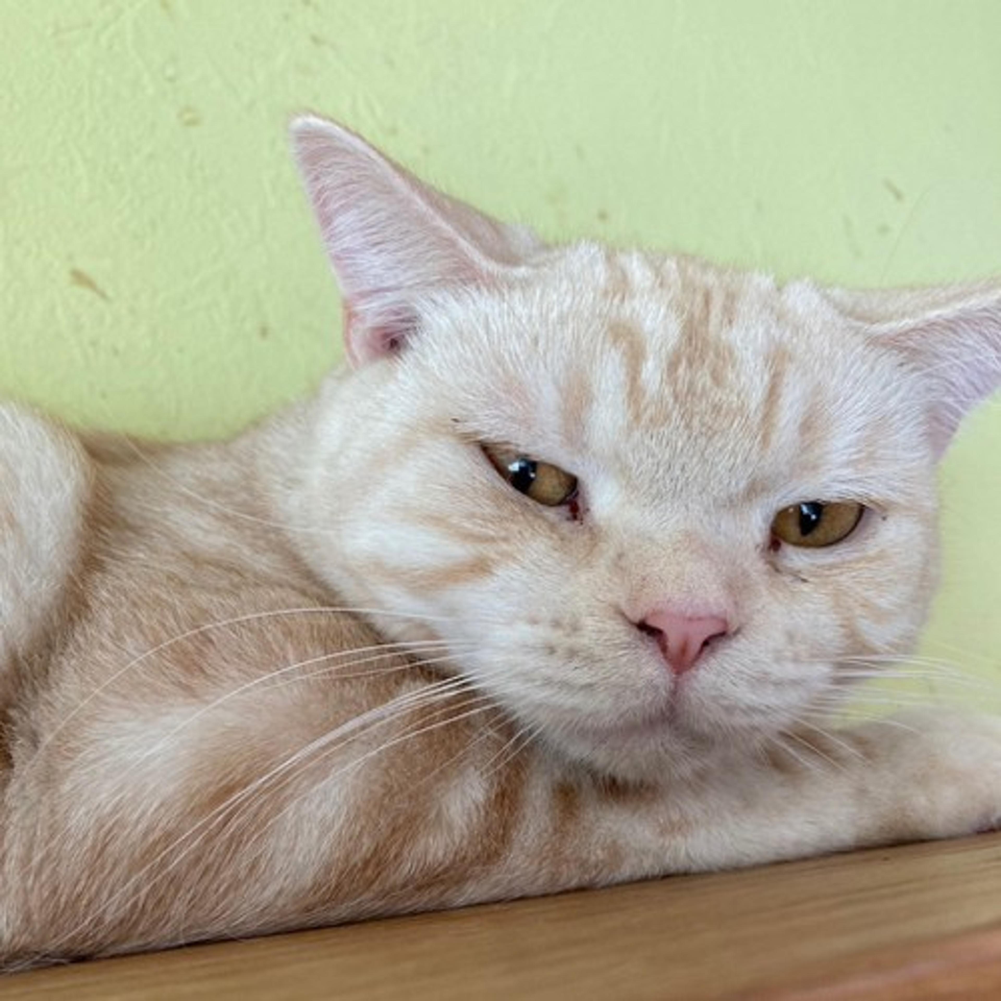 pet-image-6